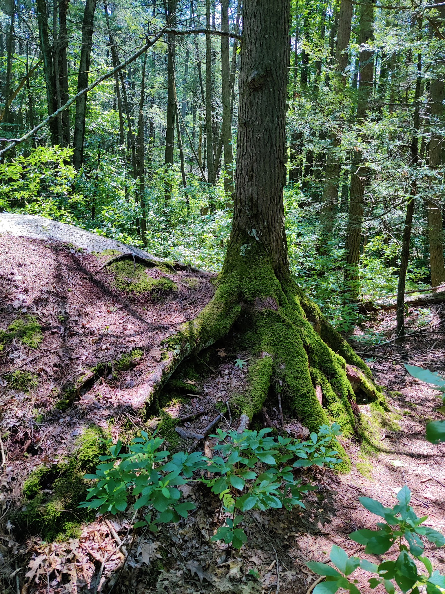 George Washington Campground