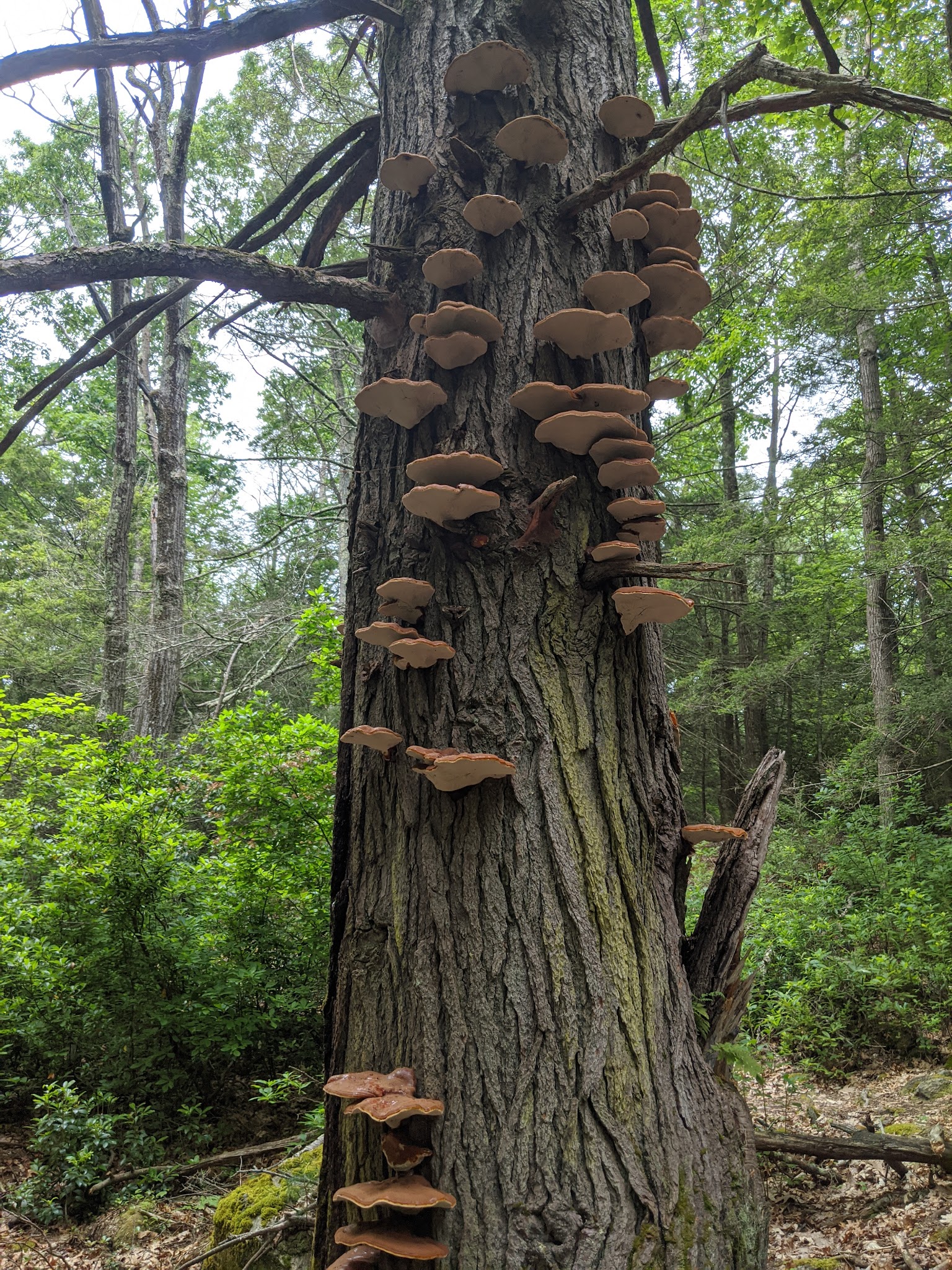 George Washington Campground