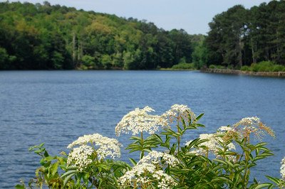 Panola Mountain State Park
