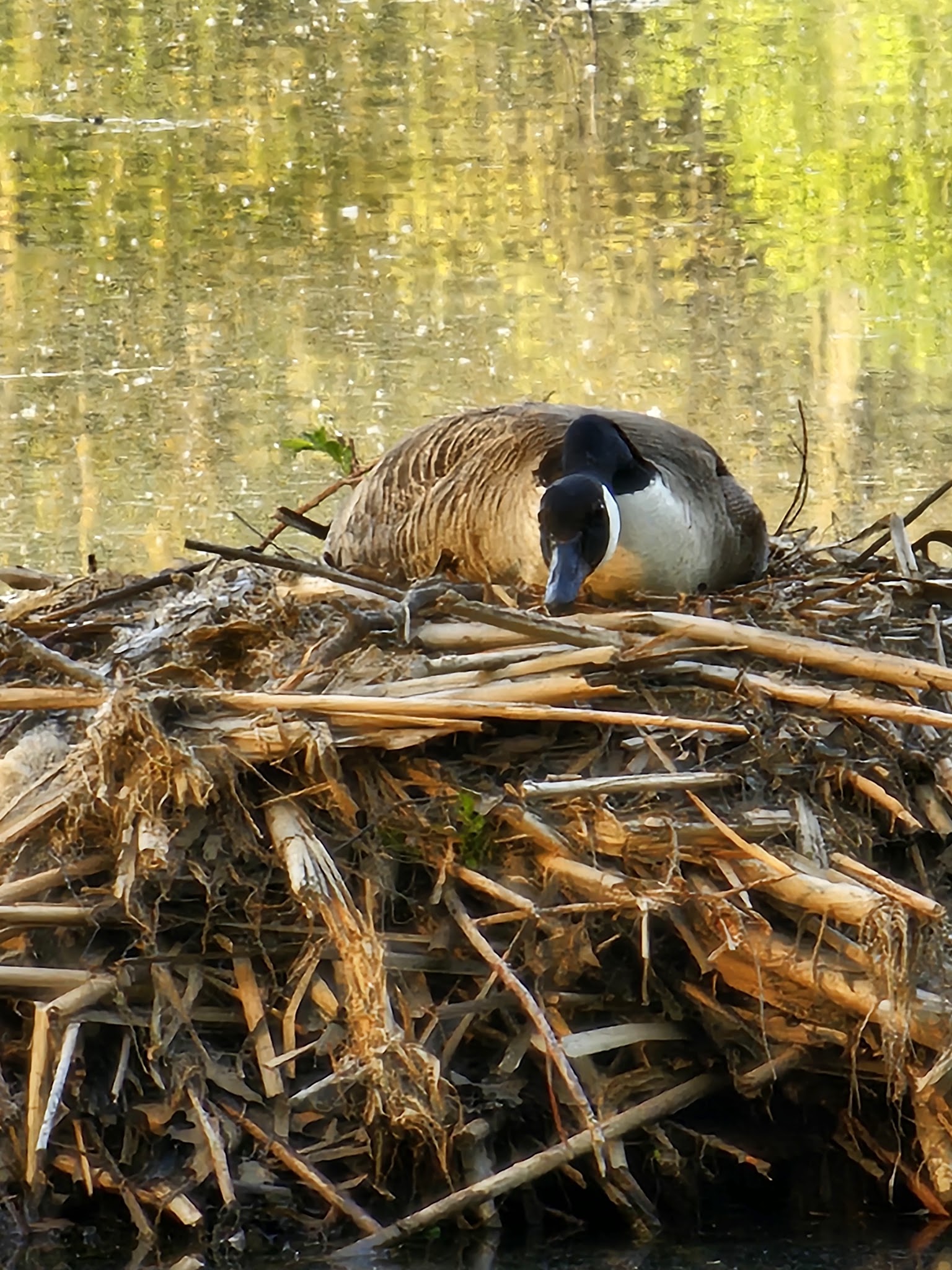 Gifford Pinchot State Park