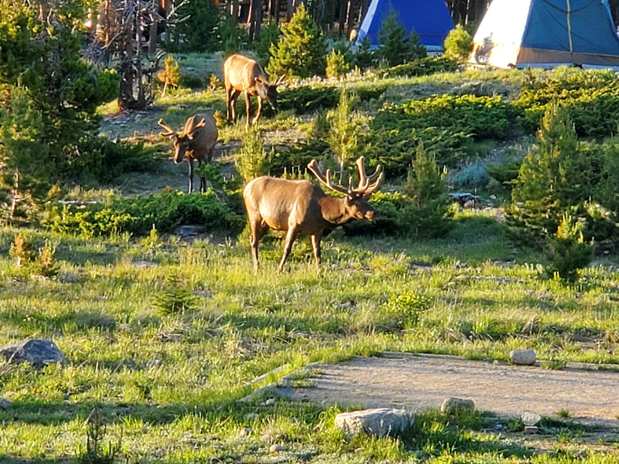Rocky Mountain National Park Glacier Basin Campground