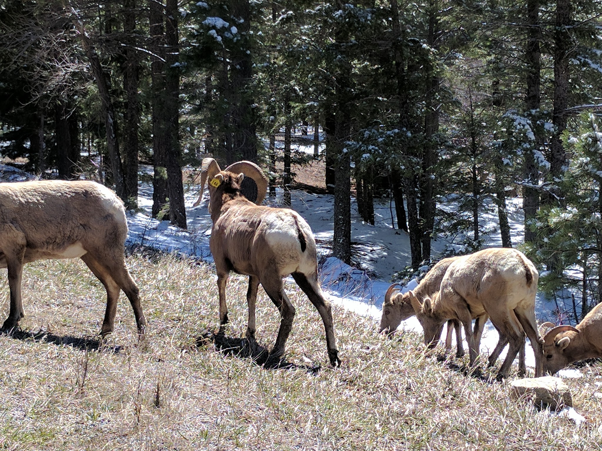 Goat Hill Campground