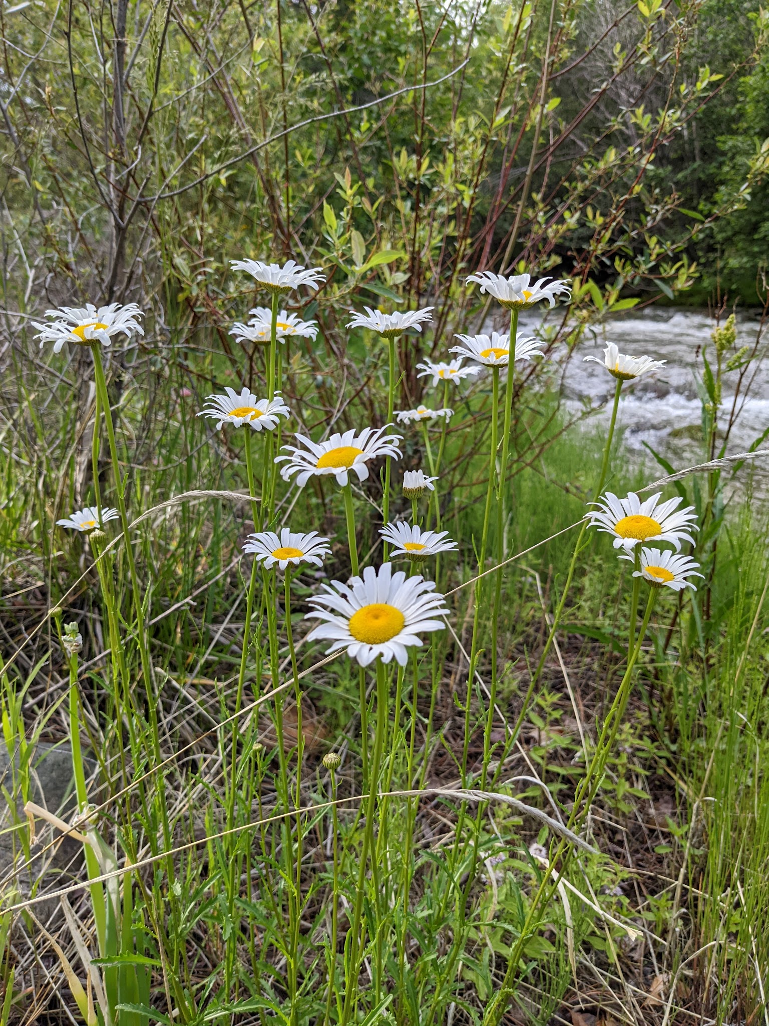 Goat Hill Campground