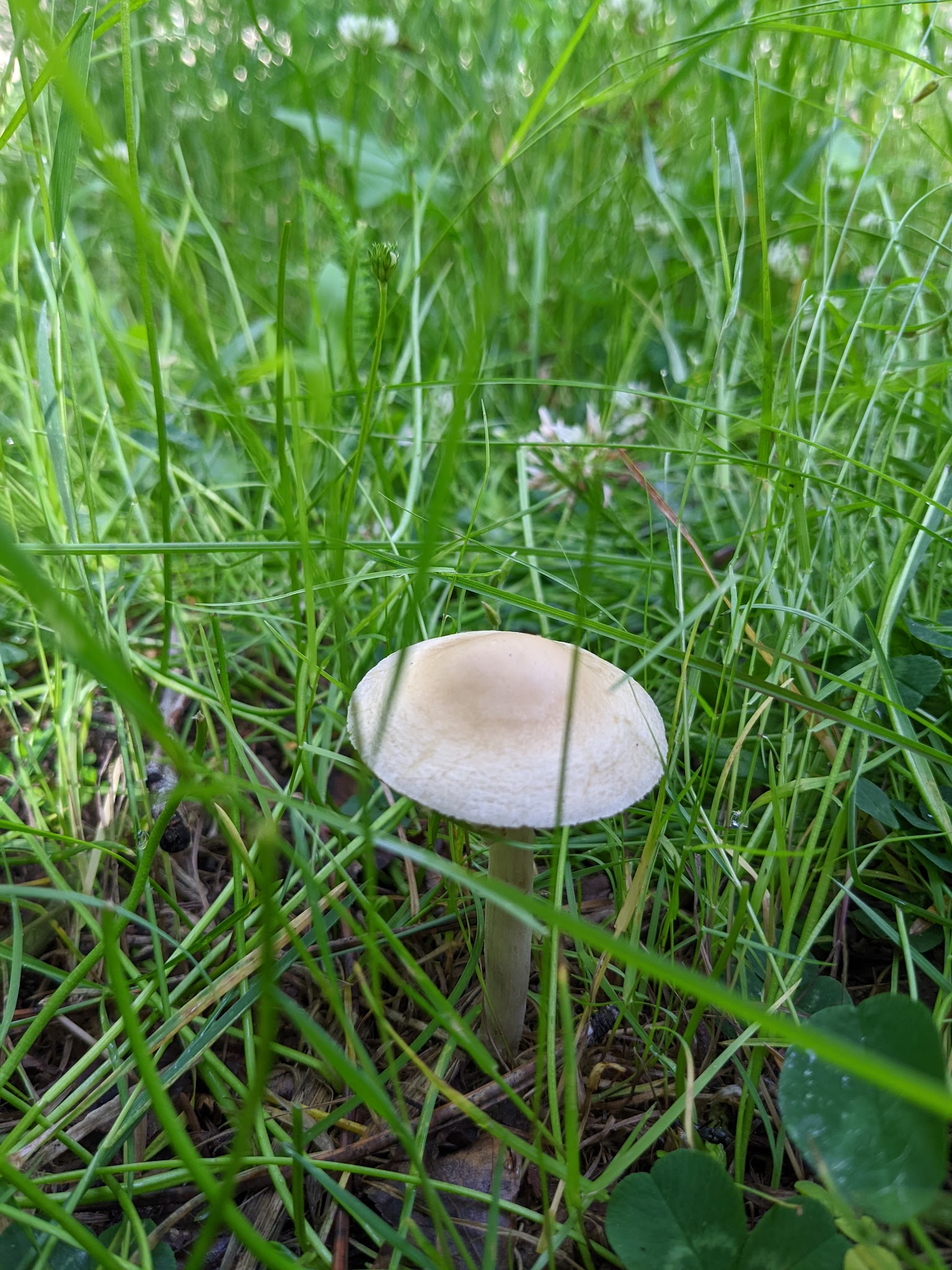 Goat Hill Campground