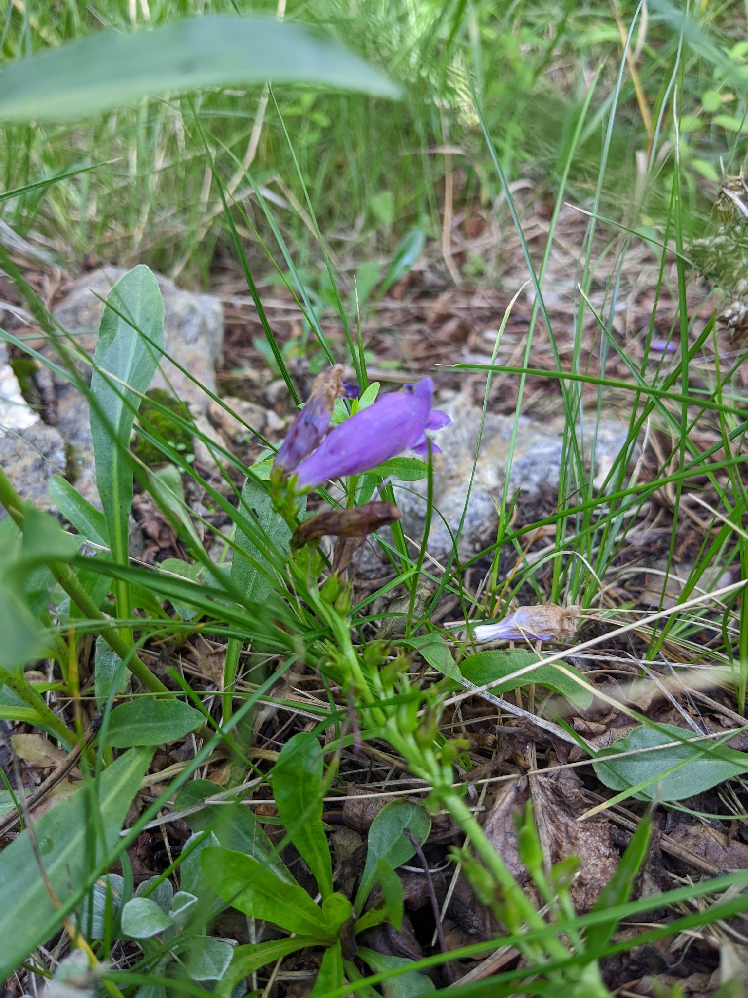 Goat Hill Campground