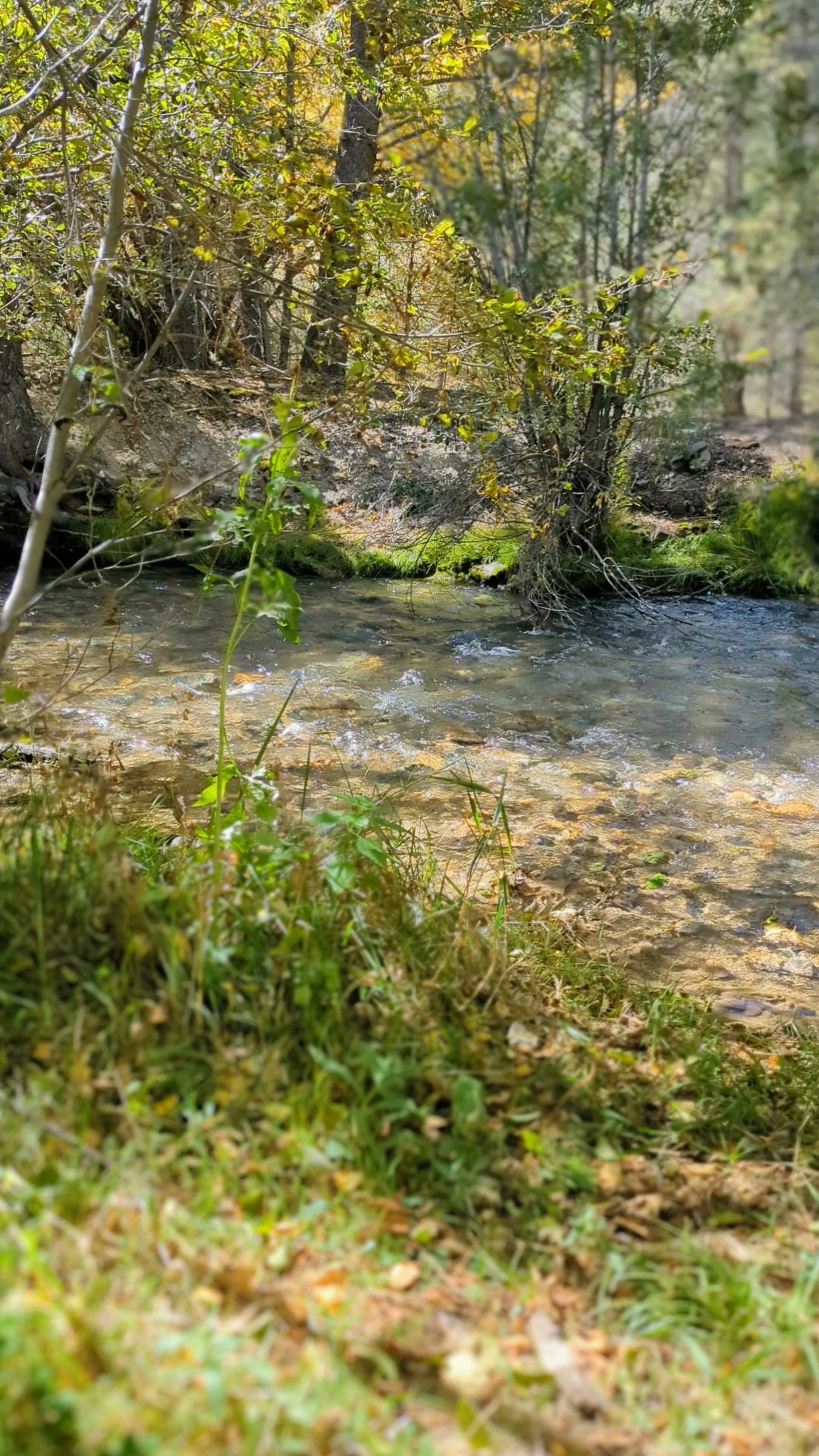 Goat Hill Campground