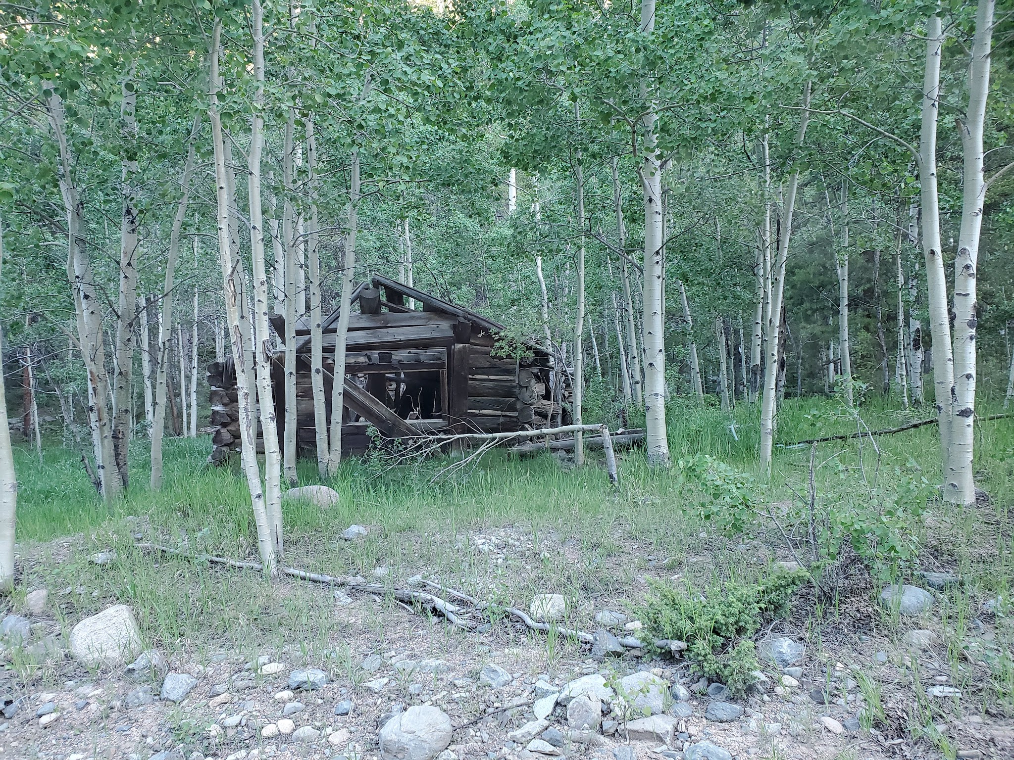 Gold Creek Campground - Gunnison Rd