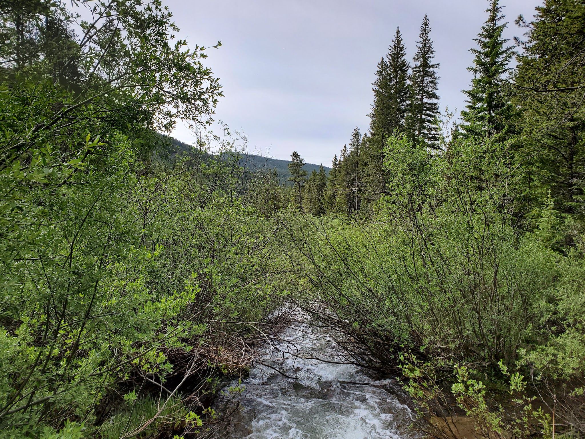 Gold Creek Campground - Gunnison Rd
