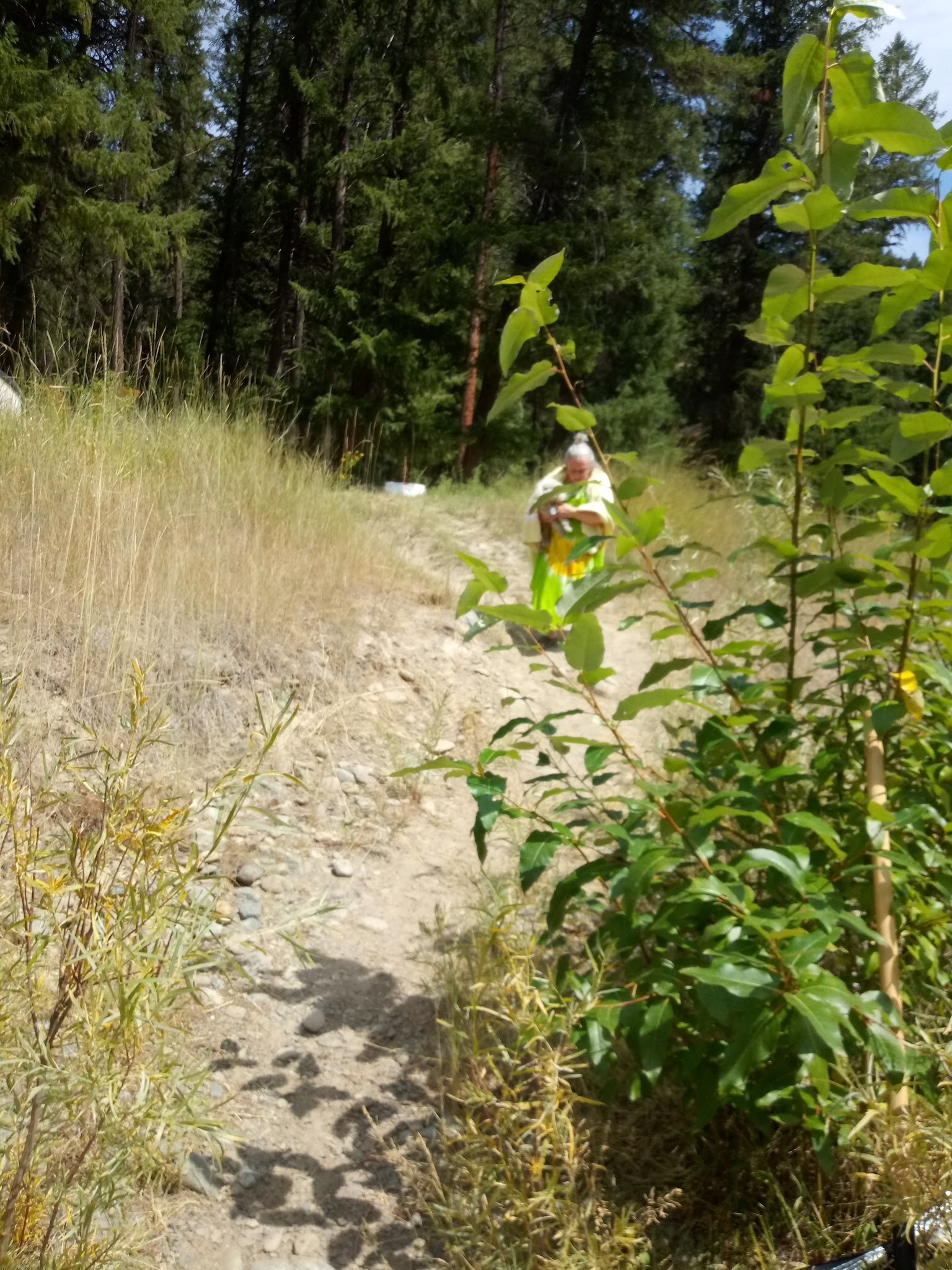 Gold Dredge Campground