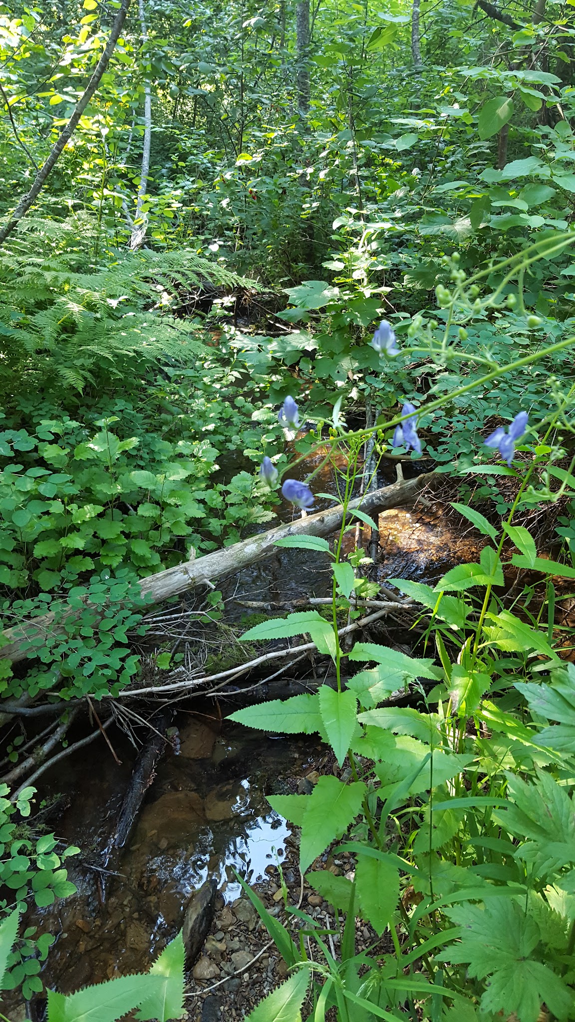 Gold Rush Campground