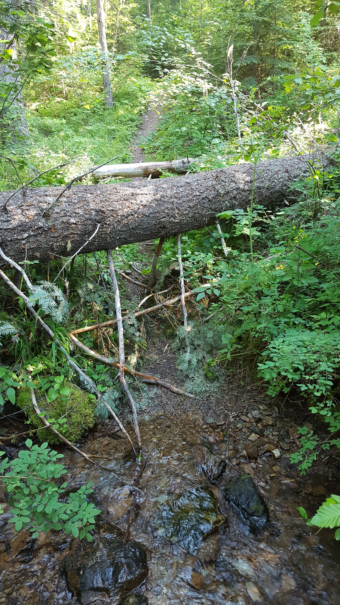 Gold Rush Campground
