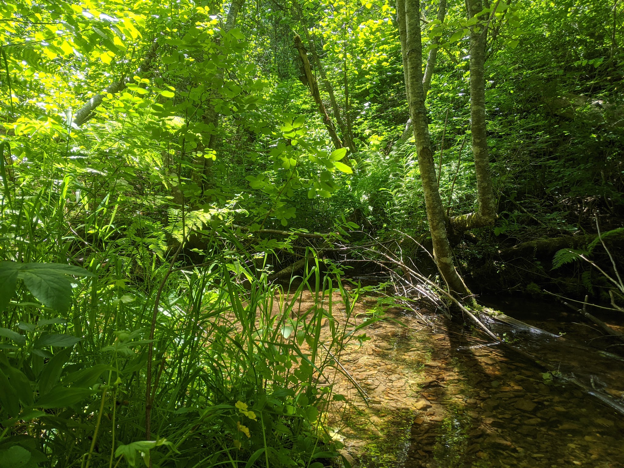 Gold Rush Campground