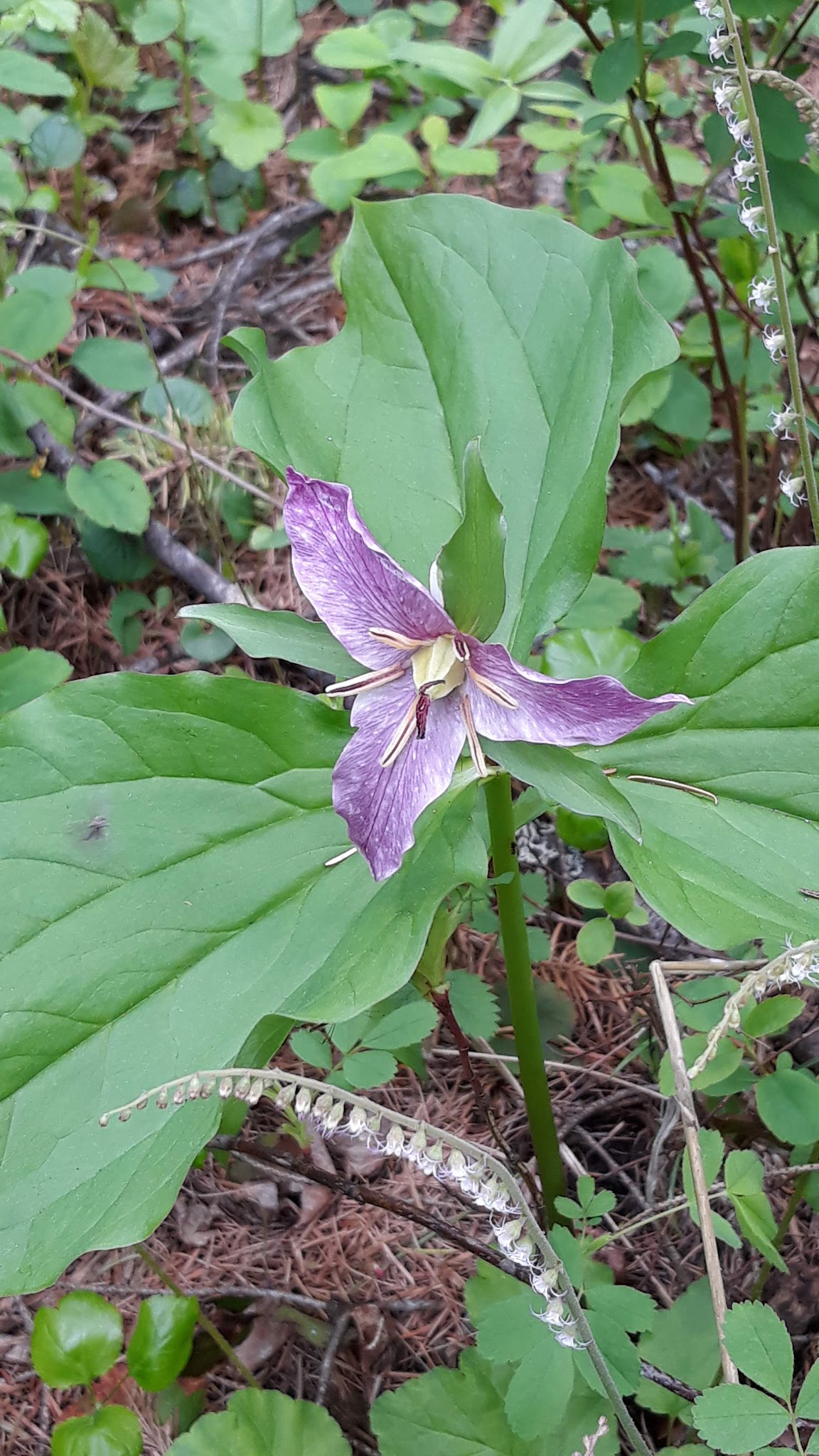Gold Rush Campground