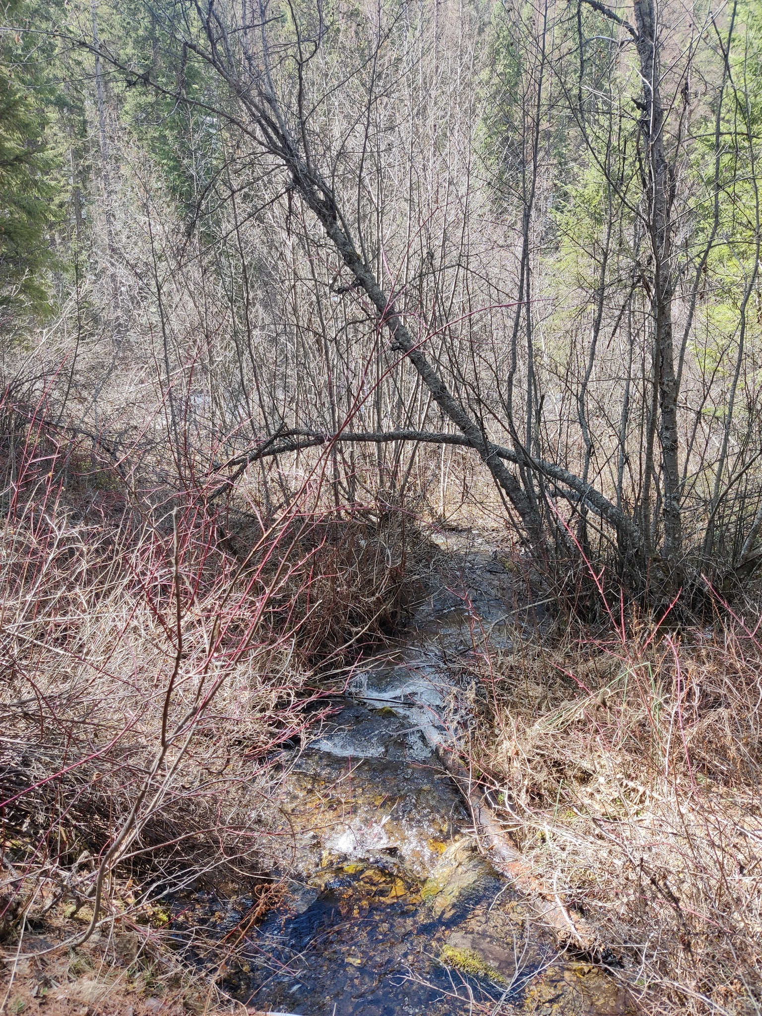 Gold Rush Campground