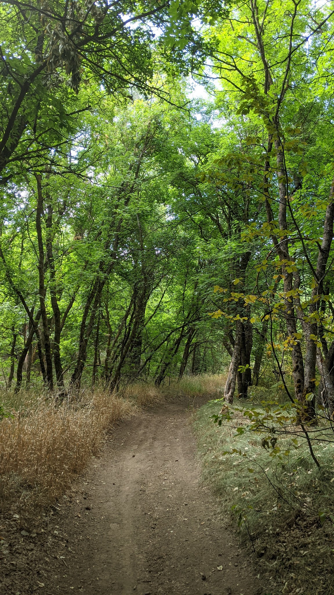 Goodenough Creek Campground