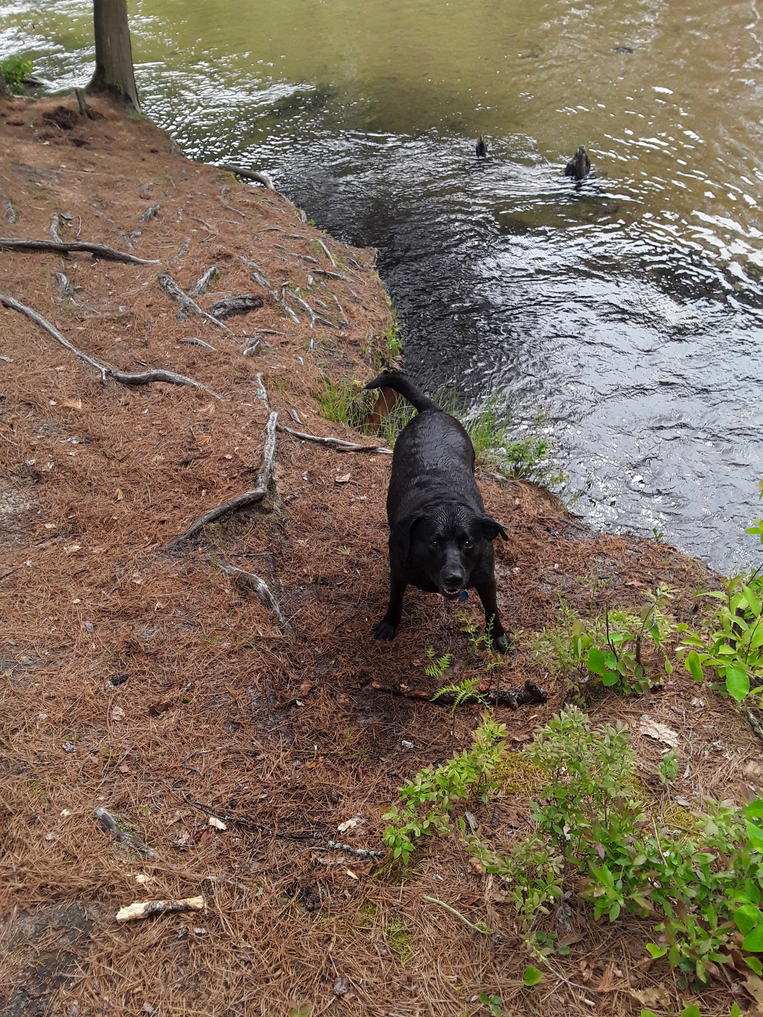 Goose Creek Trail Camp