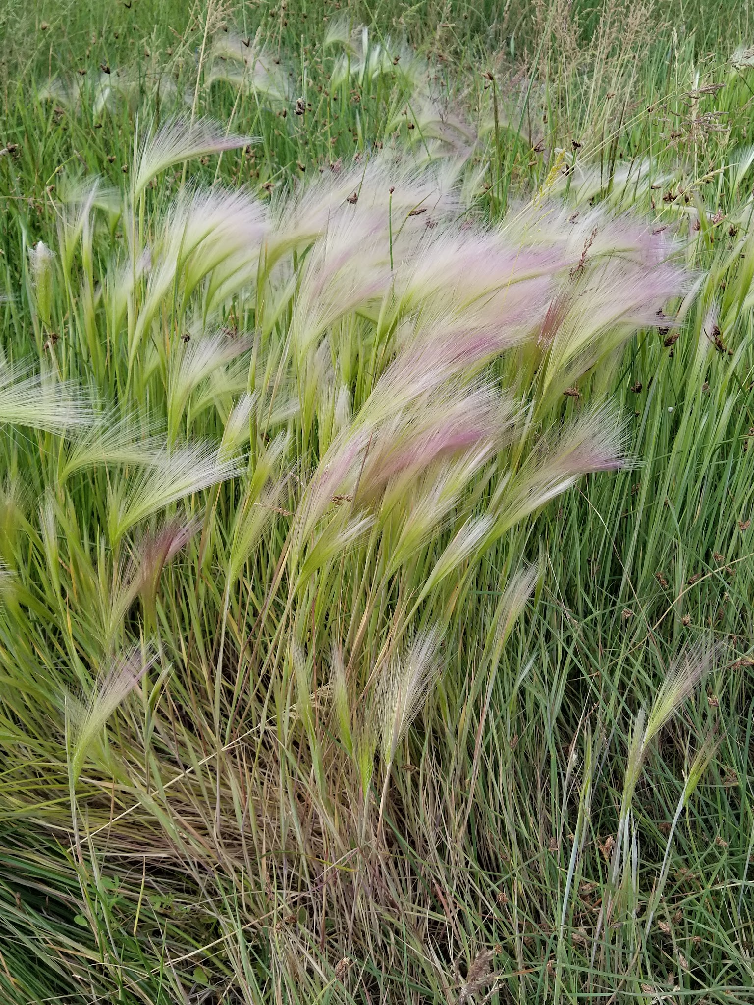 Goose Lake State Recreation Area