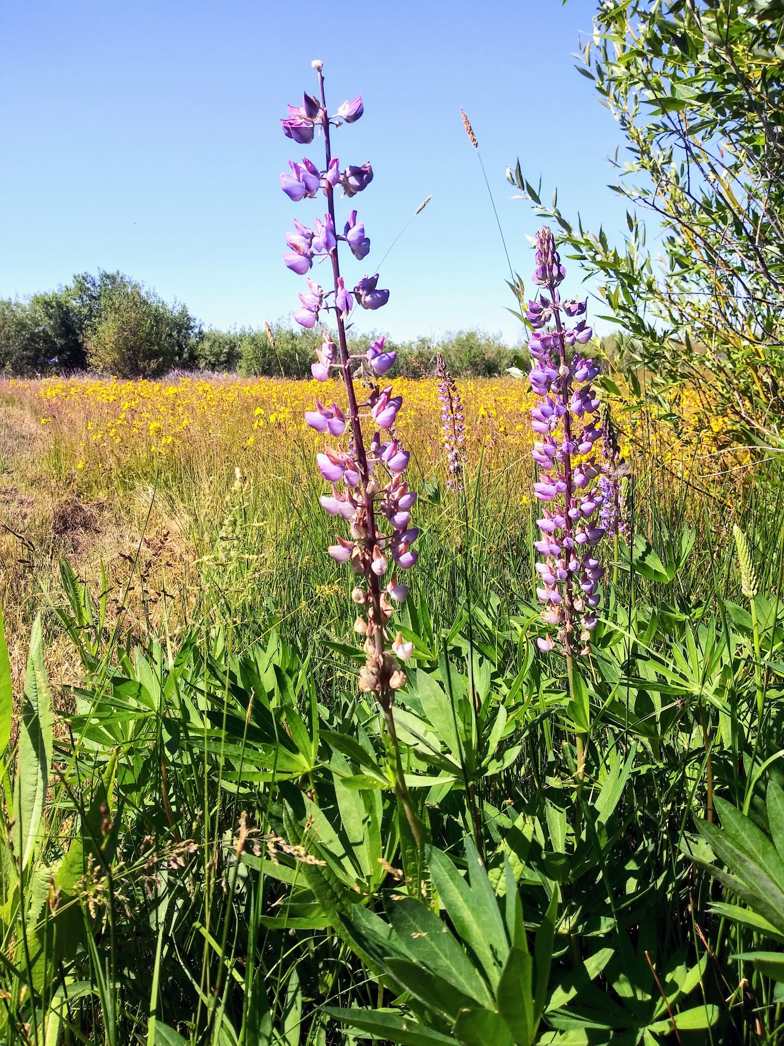 Goose Lake State Recreation Area