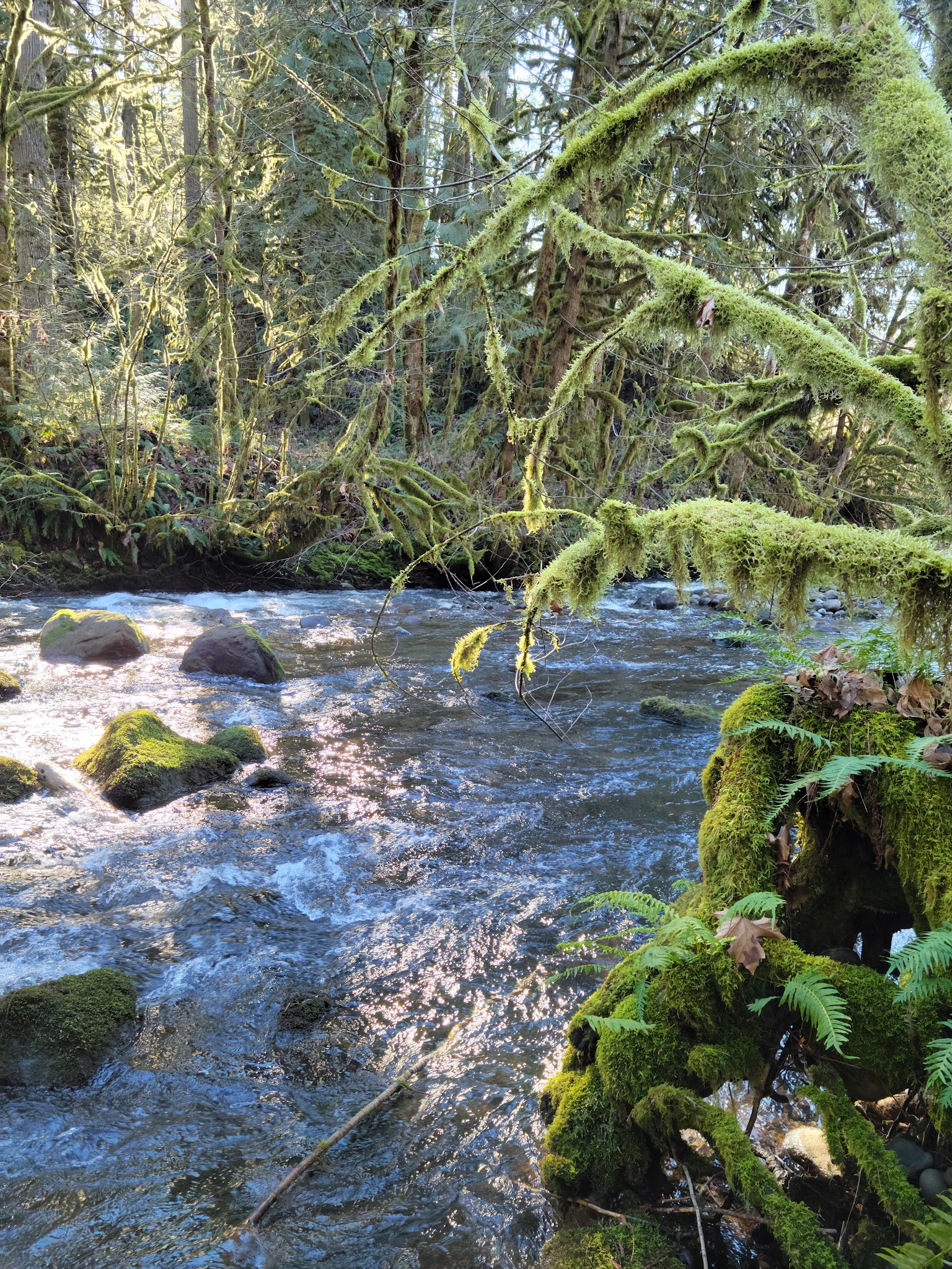 Buck And Gordon Creeks Natural Crup Campground