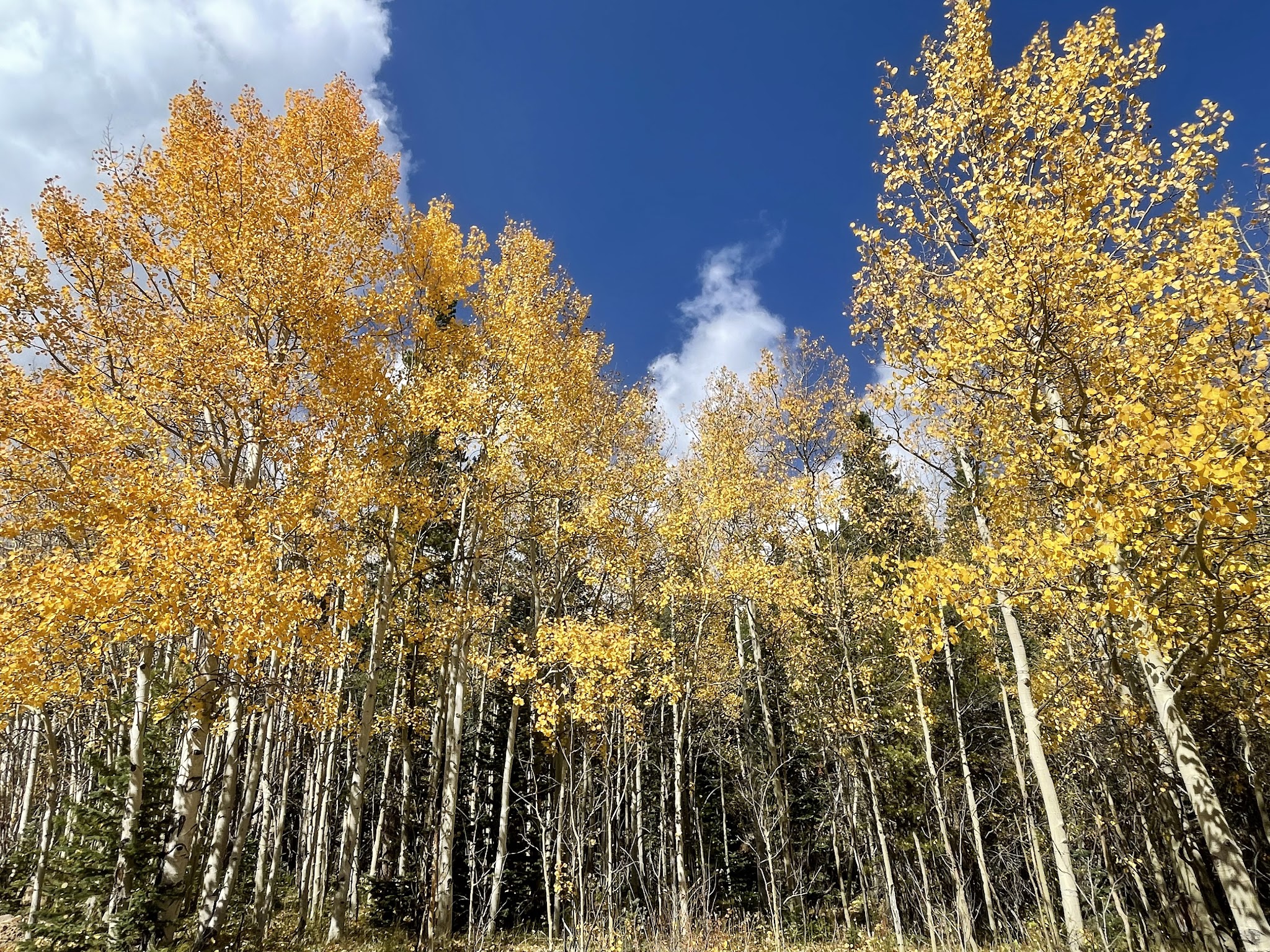 Gordon Gulch Dispersed Camping Area