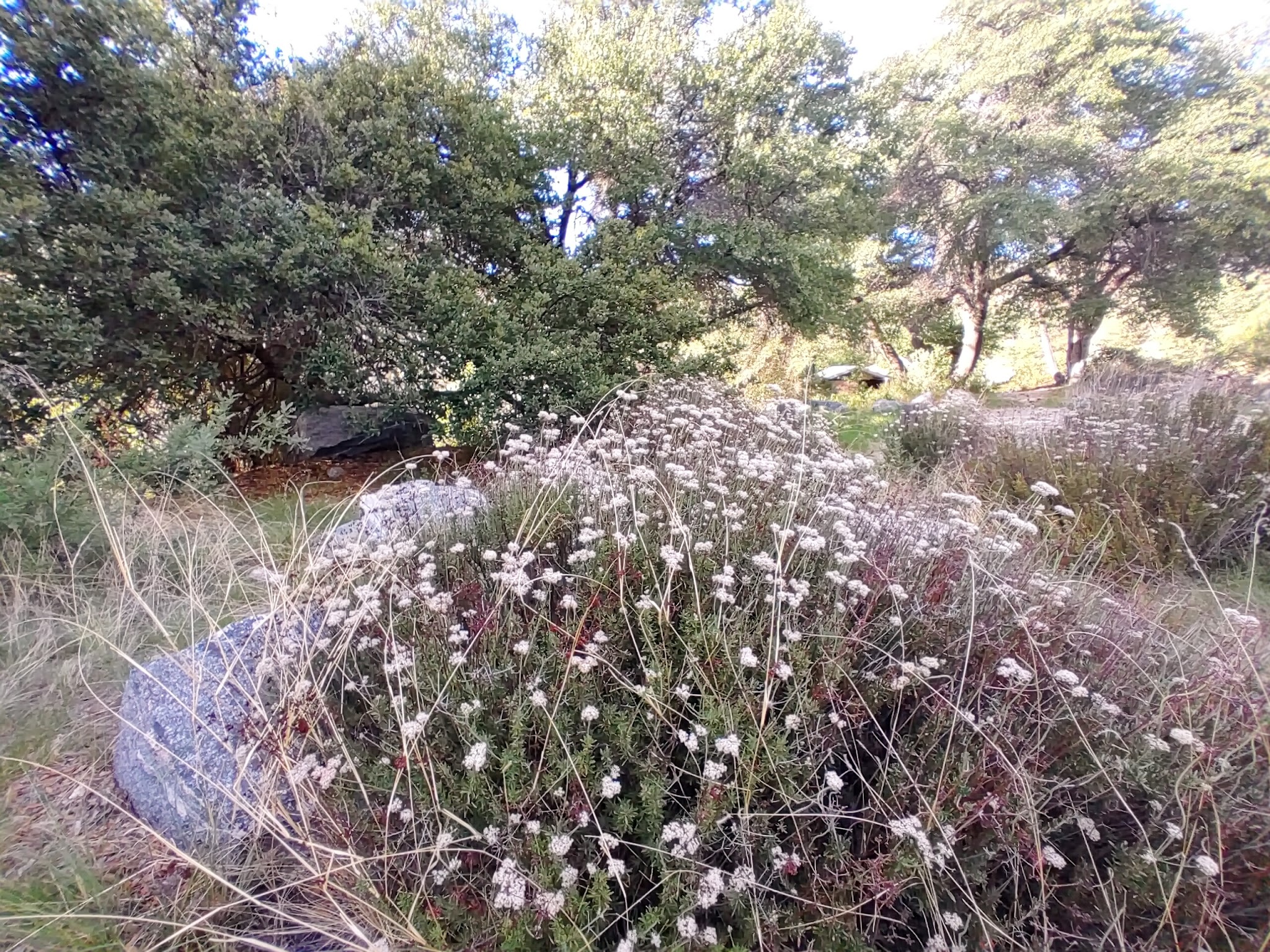 Gordon Hirabayashi Campground