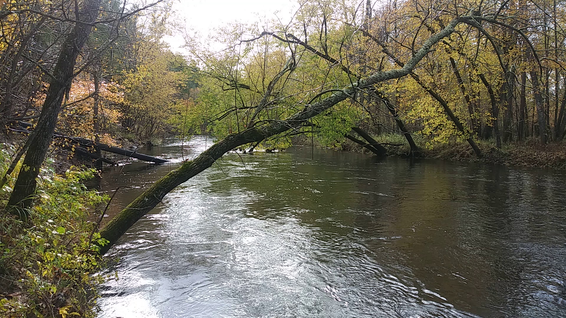 Governor Knowles State Forest