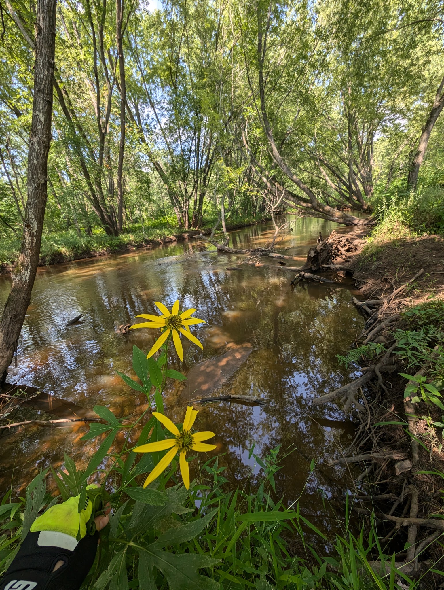Governor Knowles State Forest