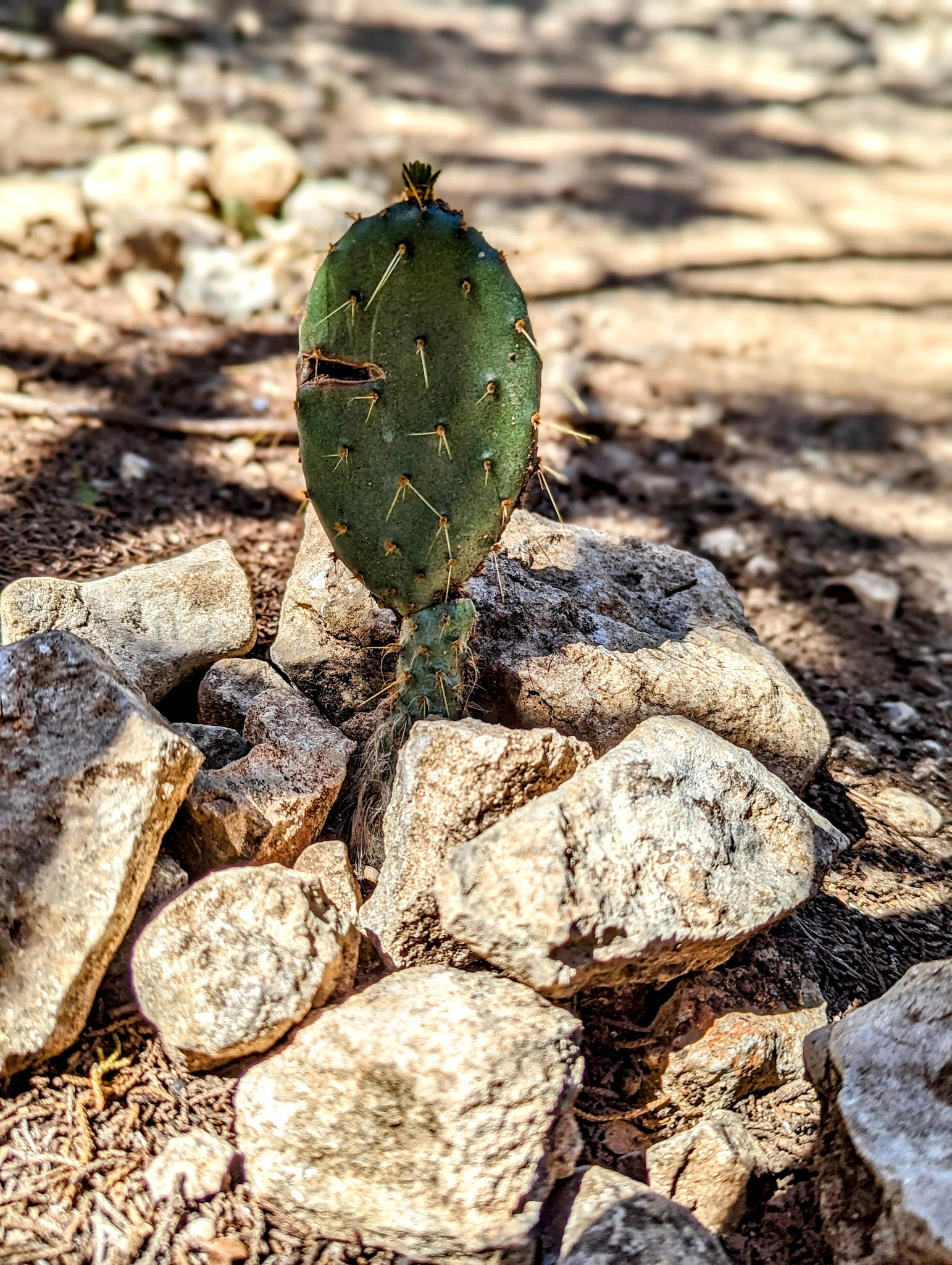 Government Canyon State Natural Area