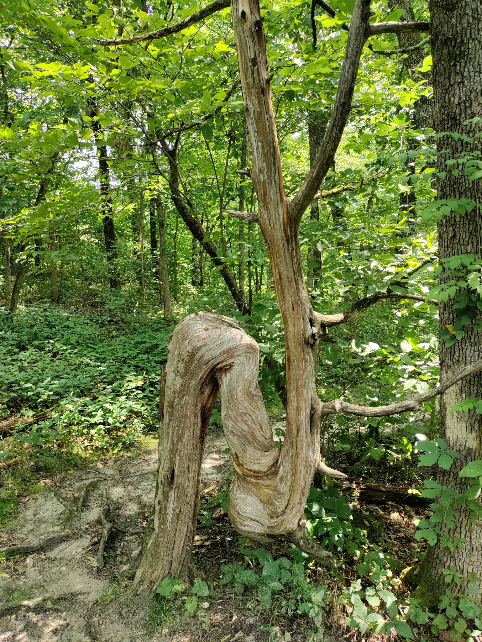 Graham Cave State Park Campground