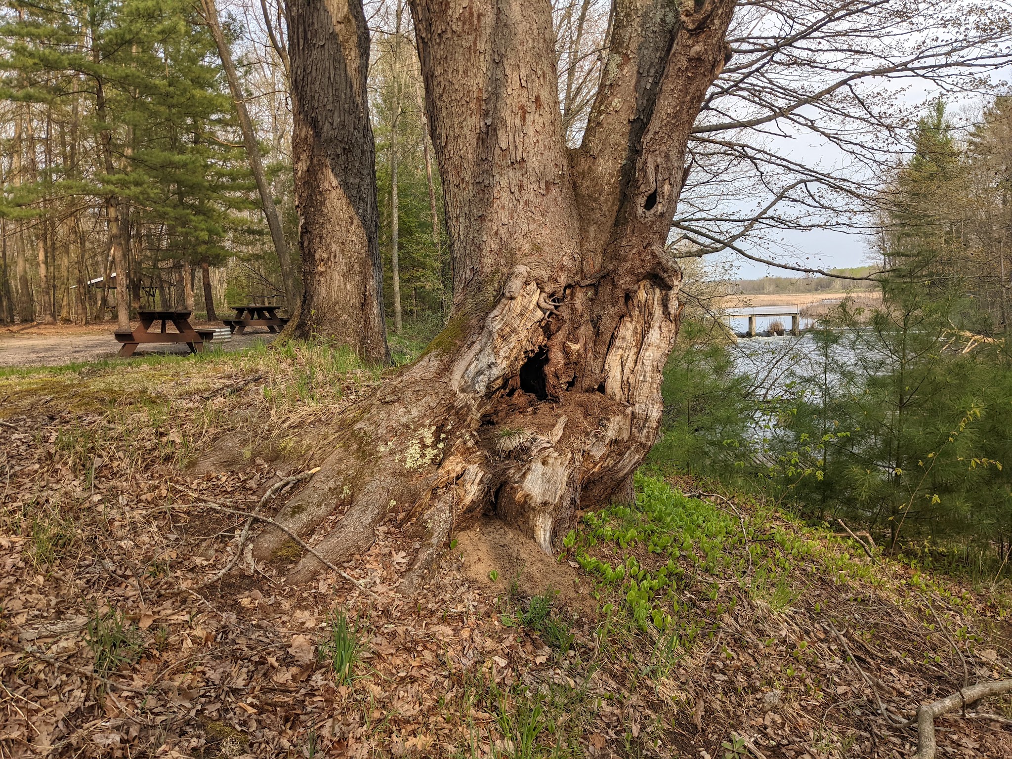 Grass Lake State Forest Campground
