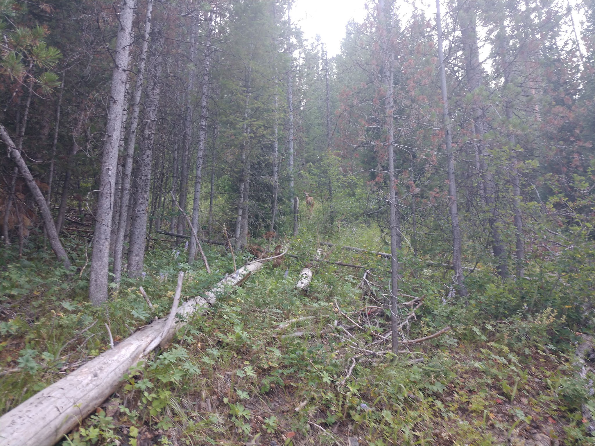 Gravel Creek Campground