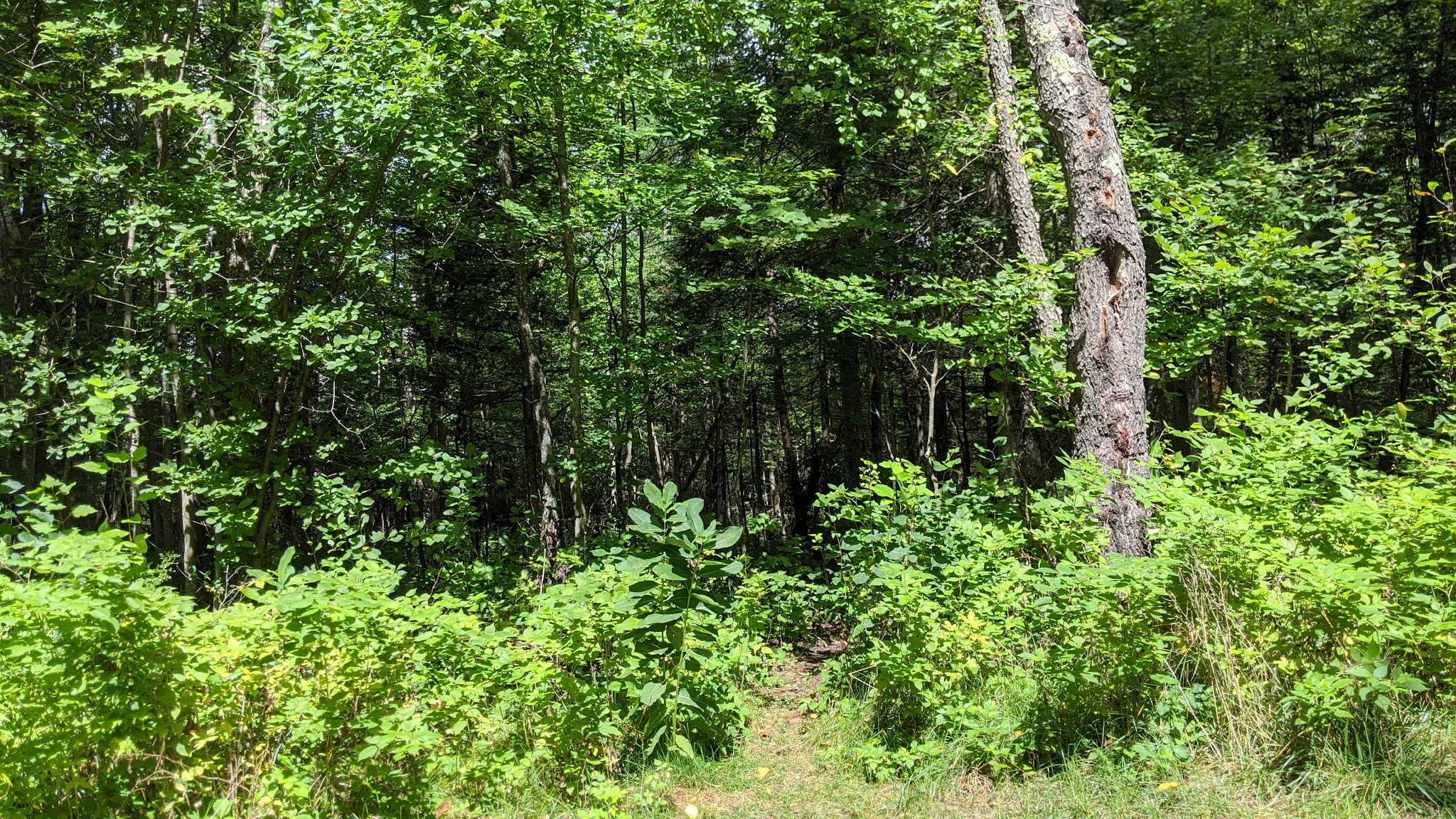 Graves Crossing State Forest Campground