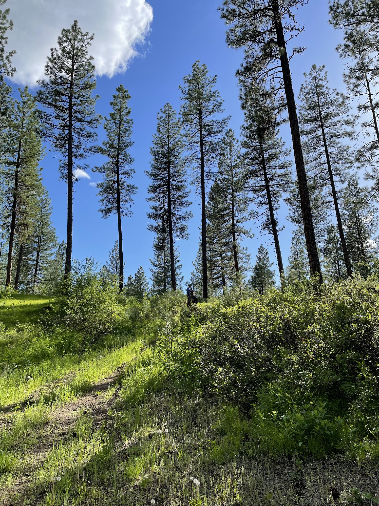 Grayback Campground And Group Sites - Reserve