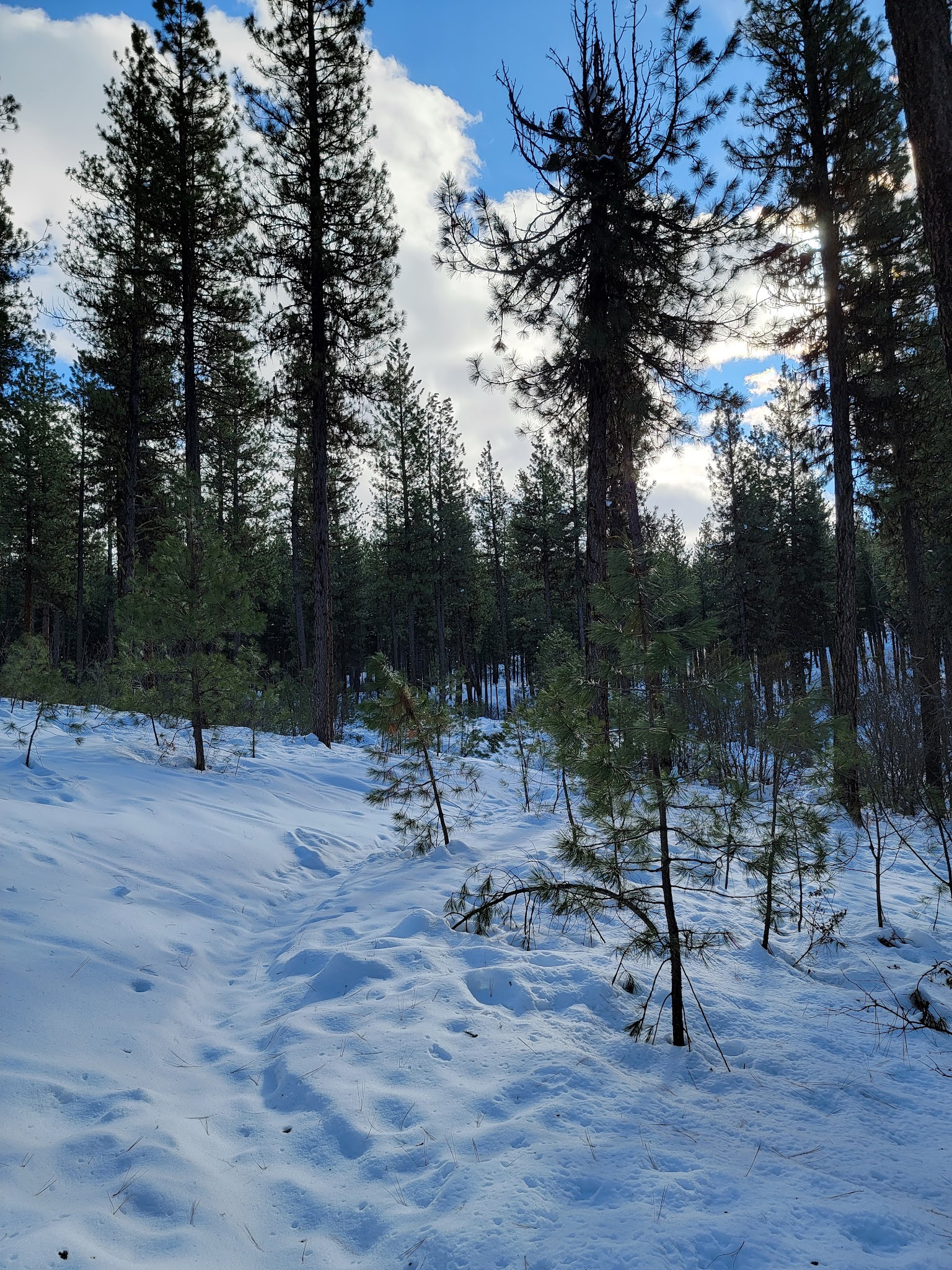 Grayback Campground And Group Sites - Reserve