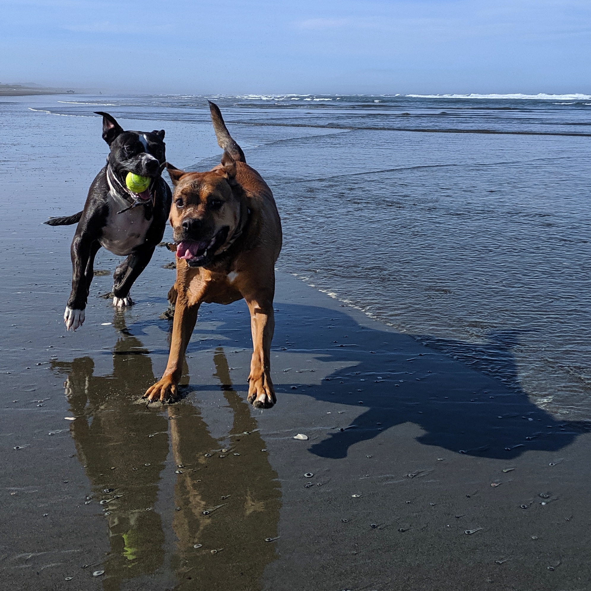Grayland Beach State Park