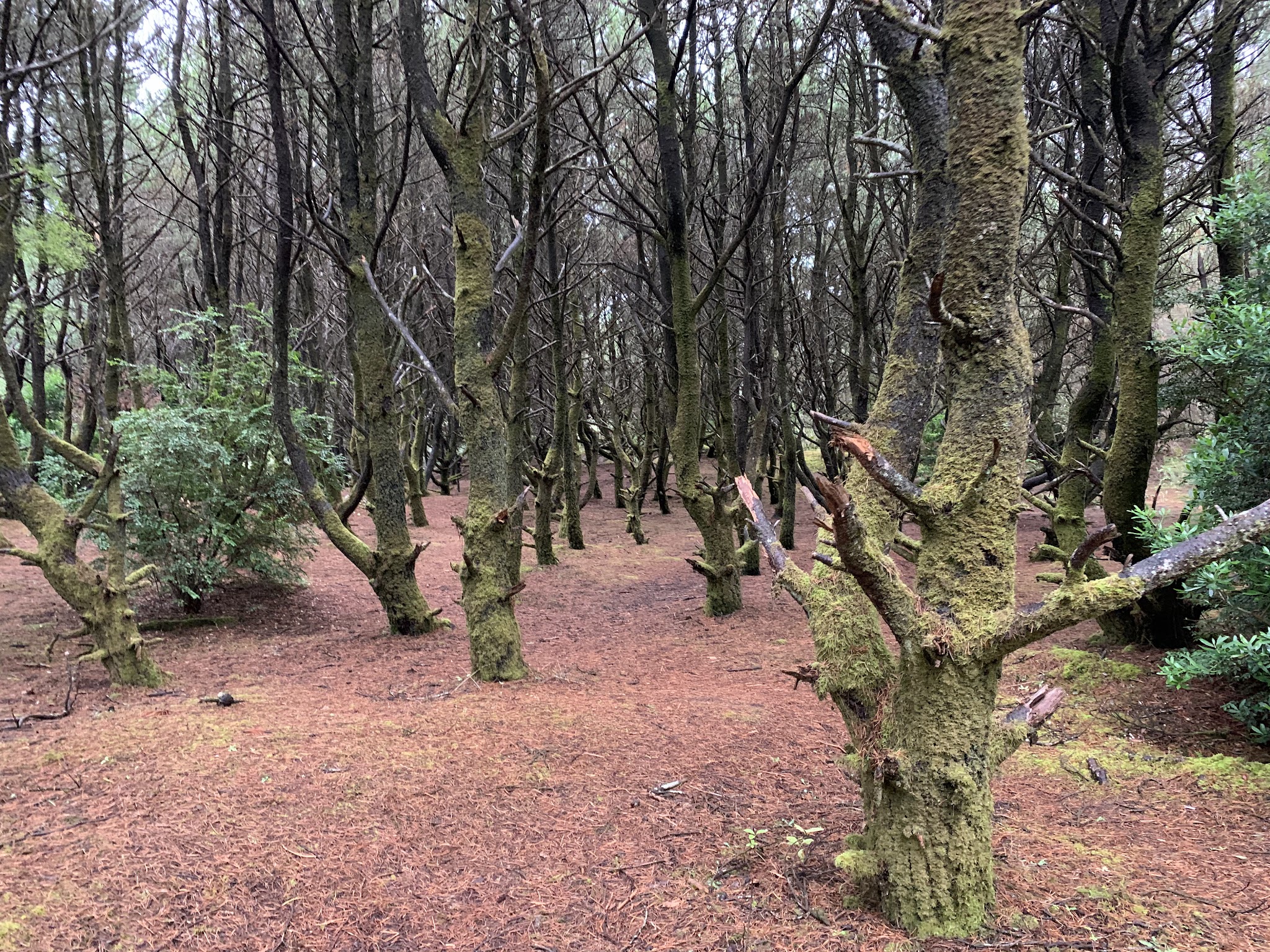 Grayland Beach State Park