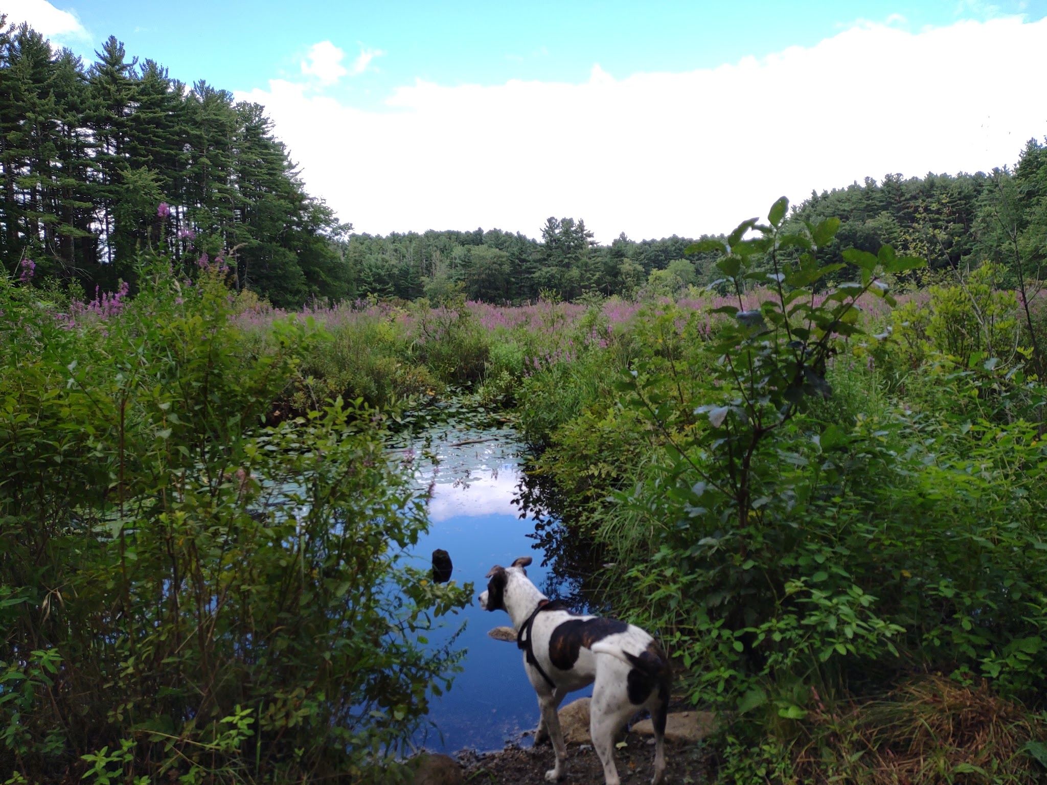 Great Brook Farm State Park