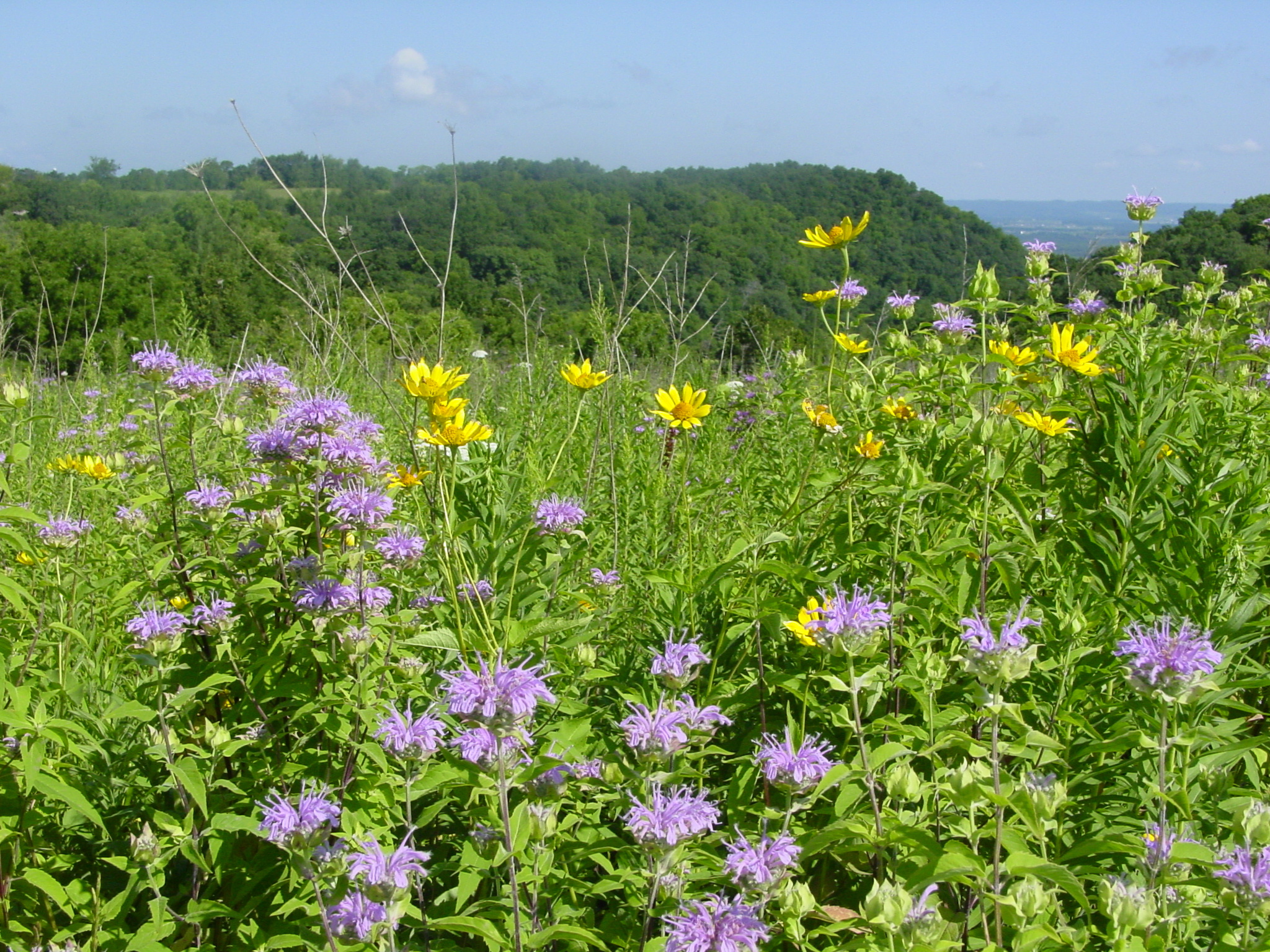Cart-In Campsites Campground