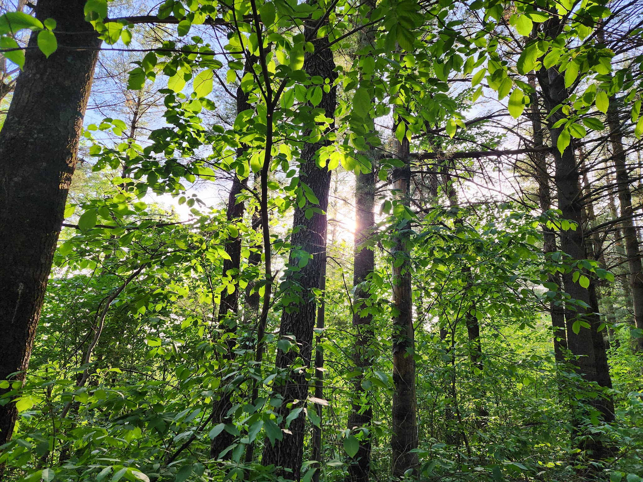 Cart-In Campsites Campground