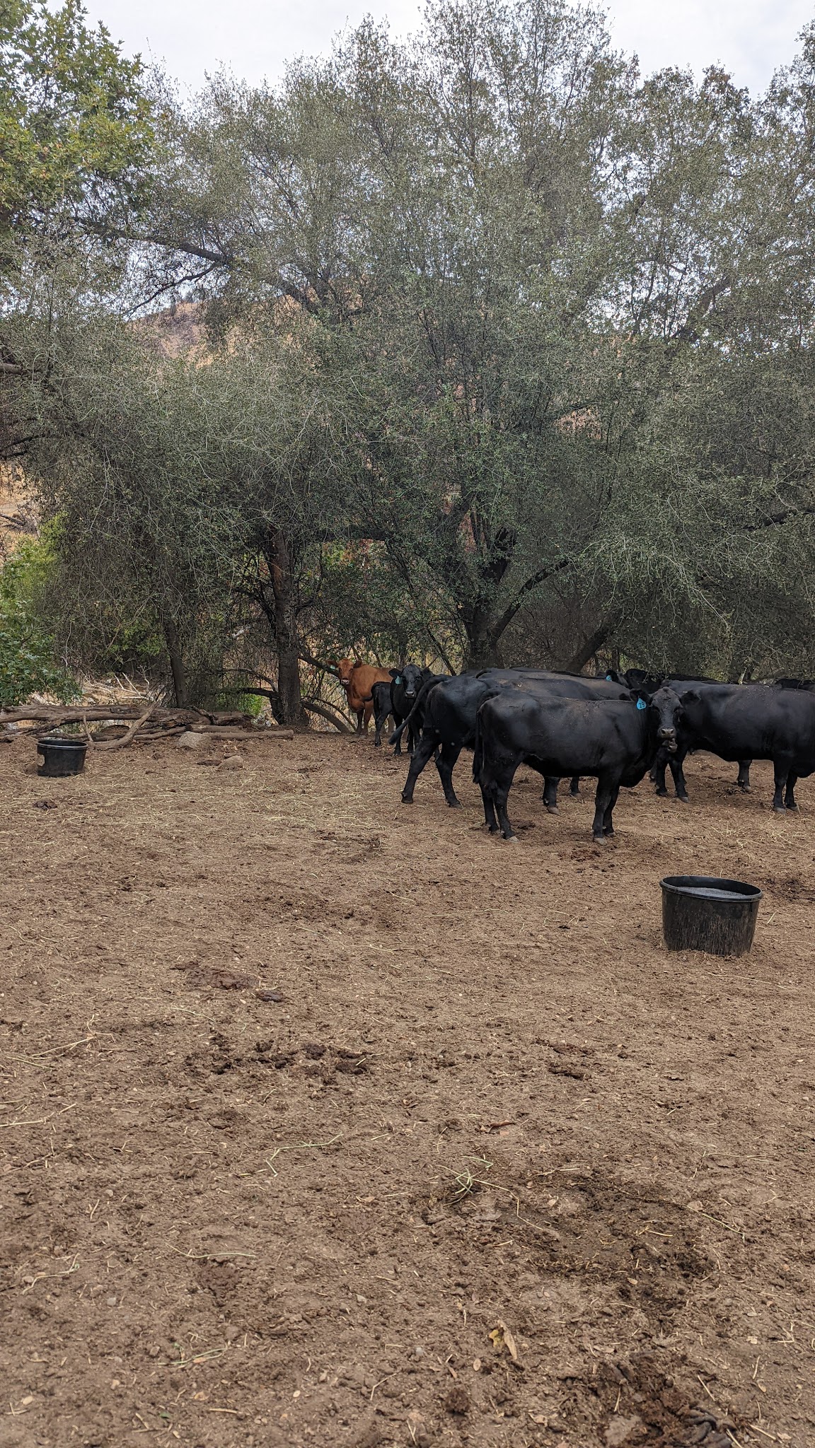 Green Cabin Flat Campground
