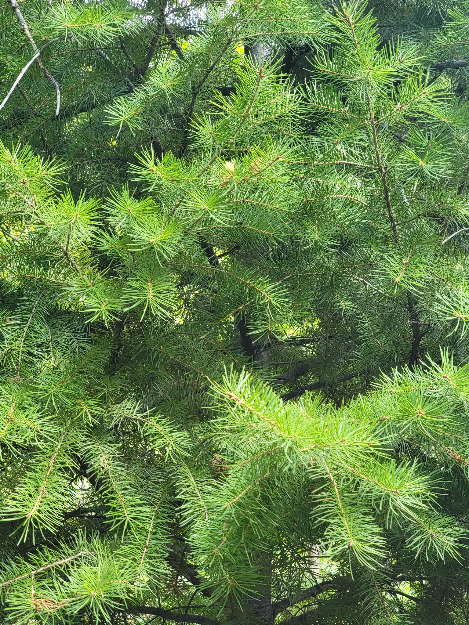 Green Canyon Picnic Area