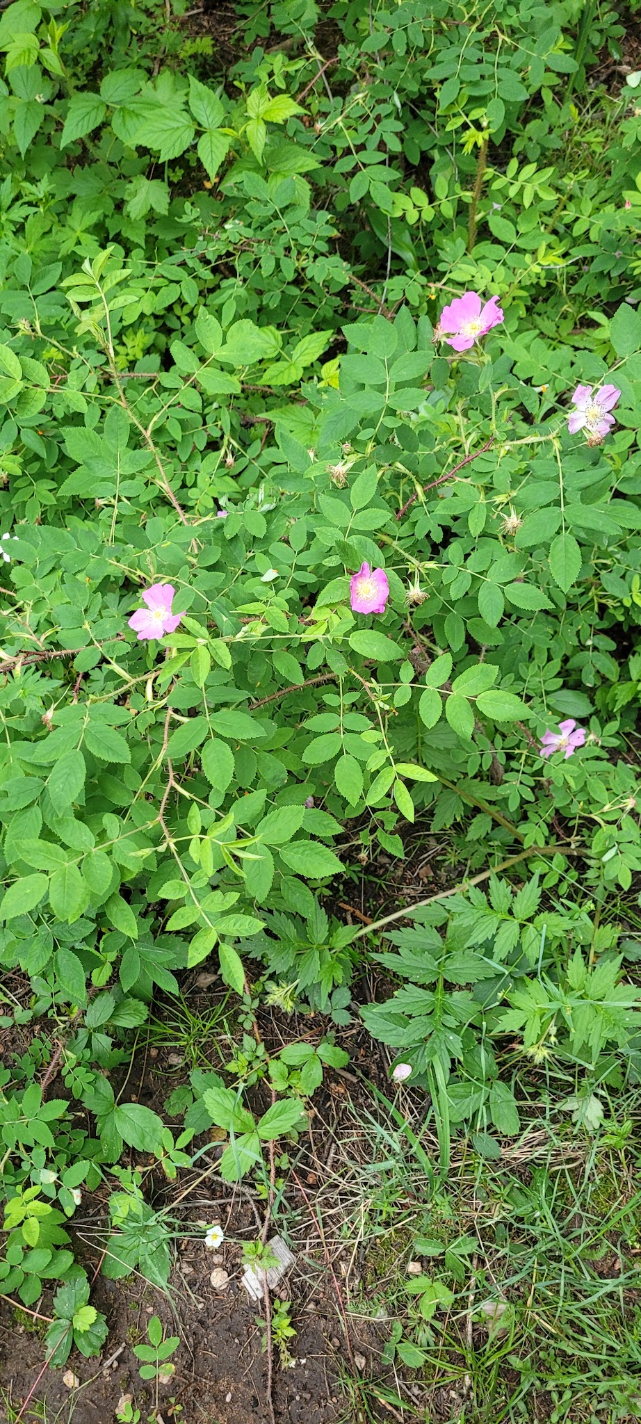 Green Montain Campground