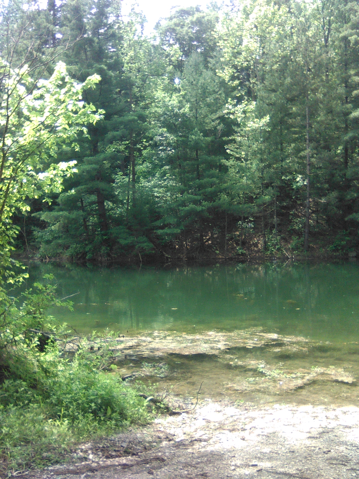 Greene-Sullivan State Forest