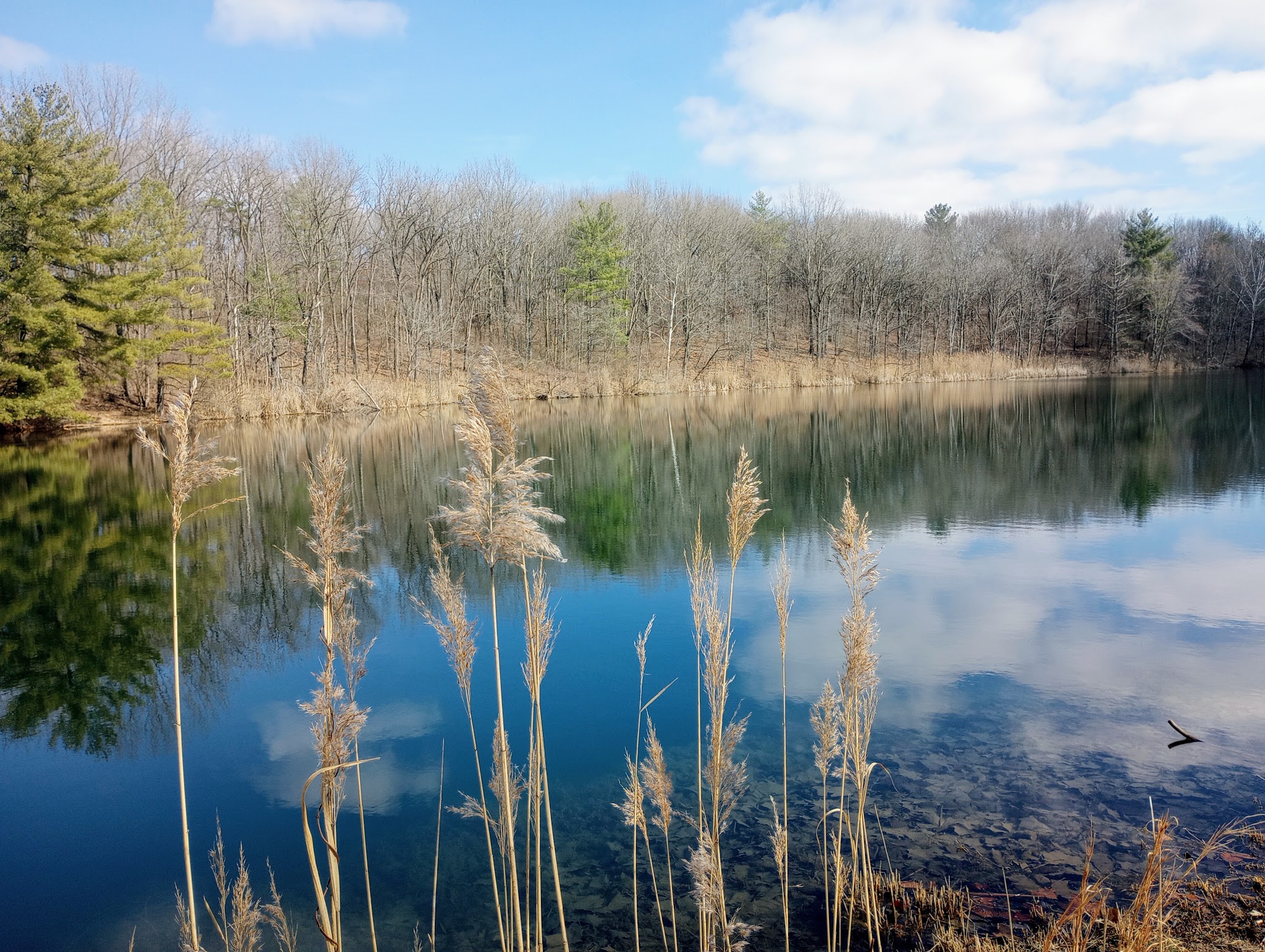 Greene-Sullivan State Forest