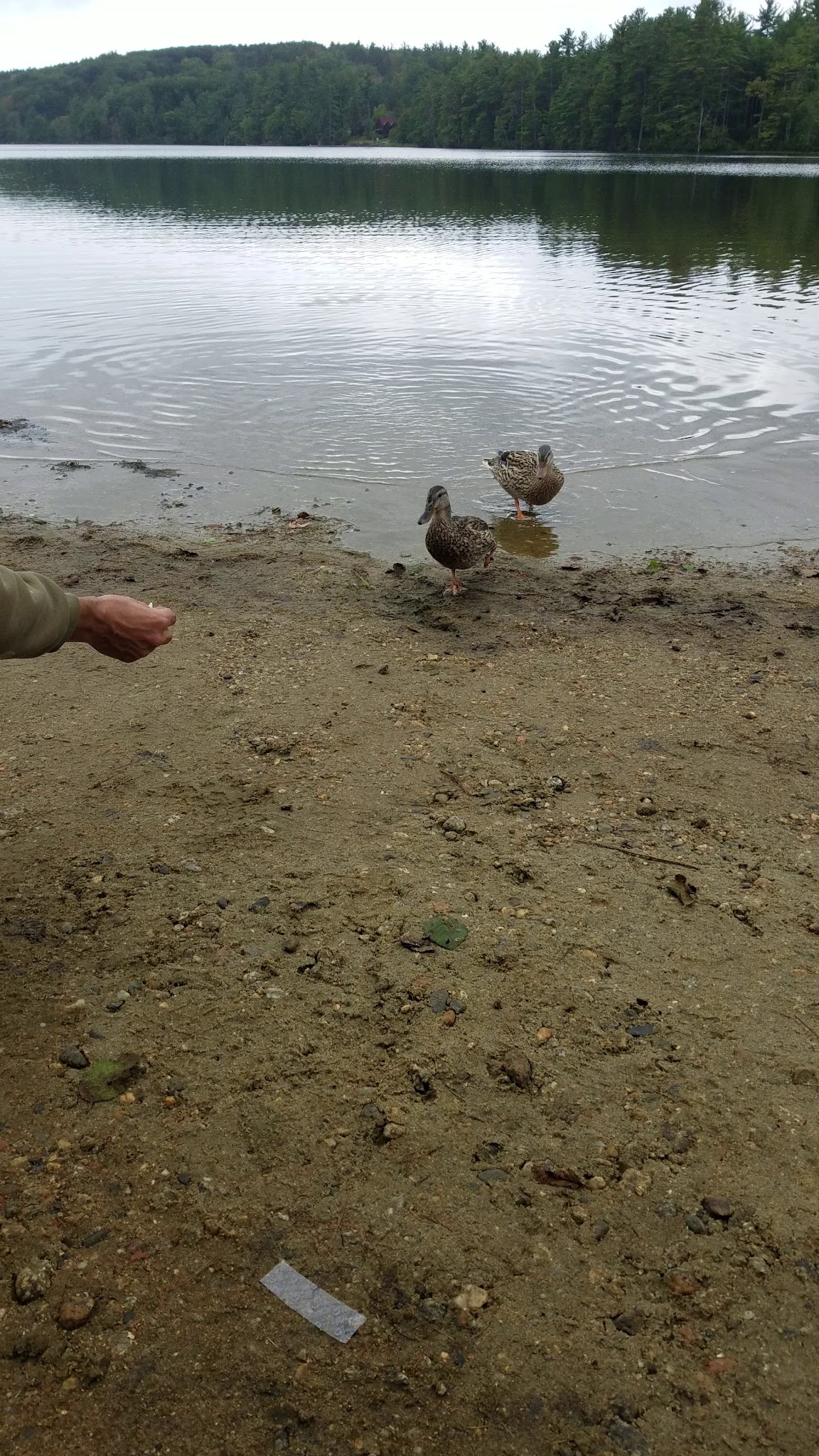 Greenfield State Park