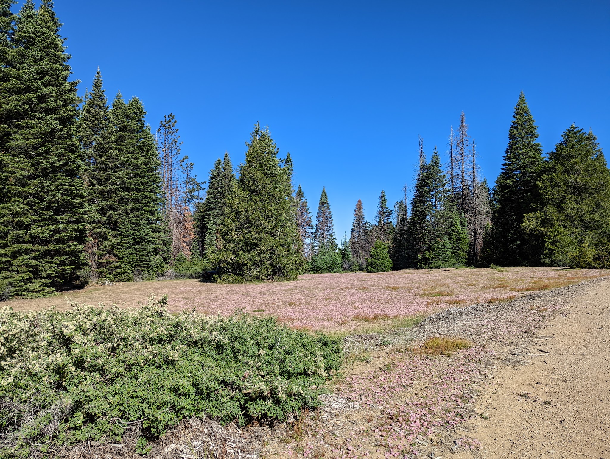 Grizzly Flat Dispersed Camping