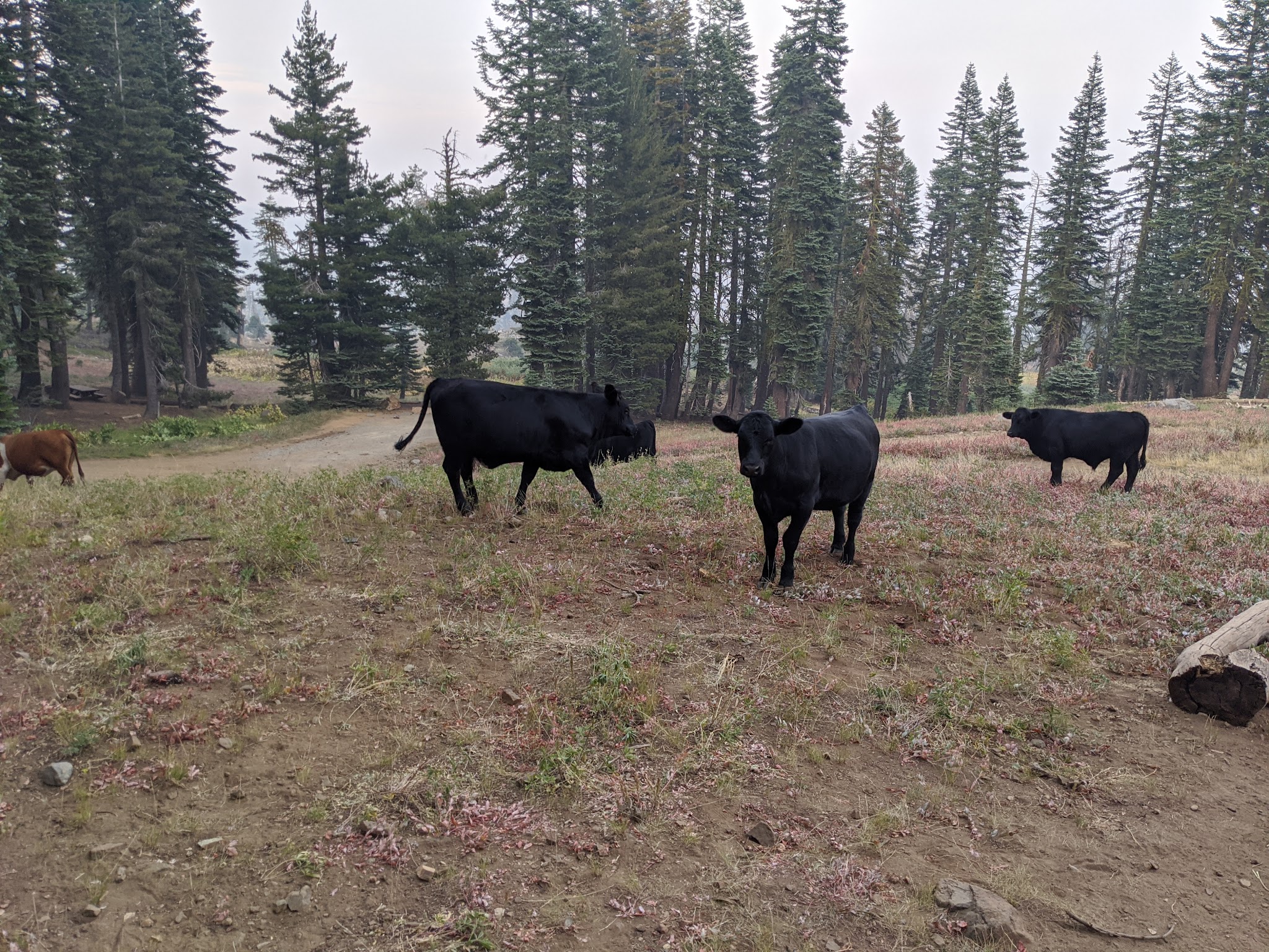 Grouse Ridge Campground