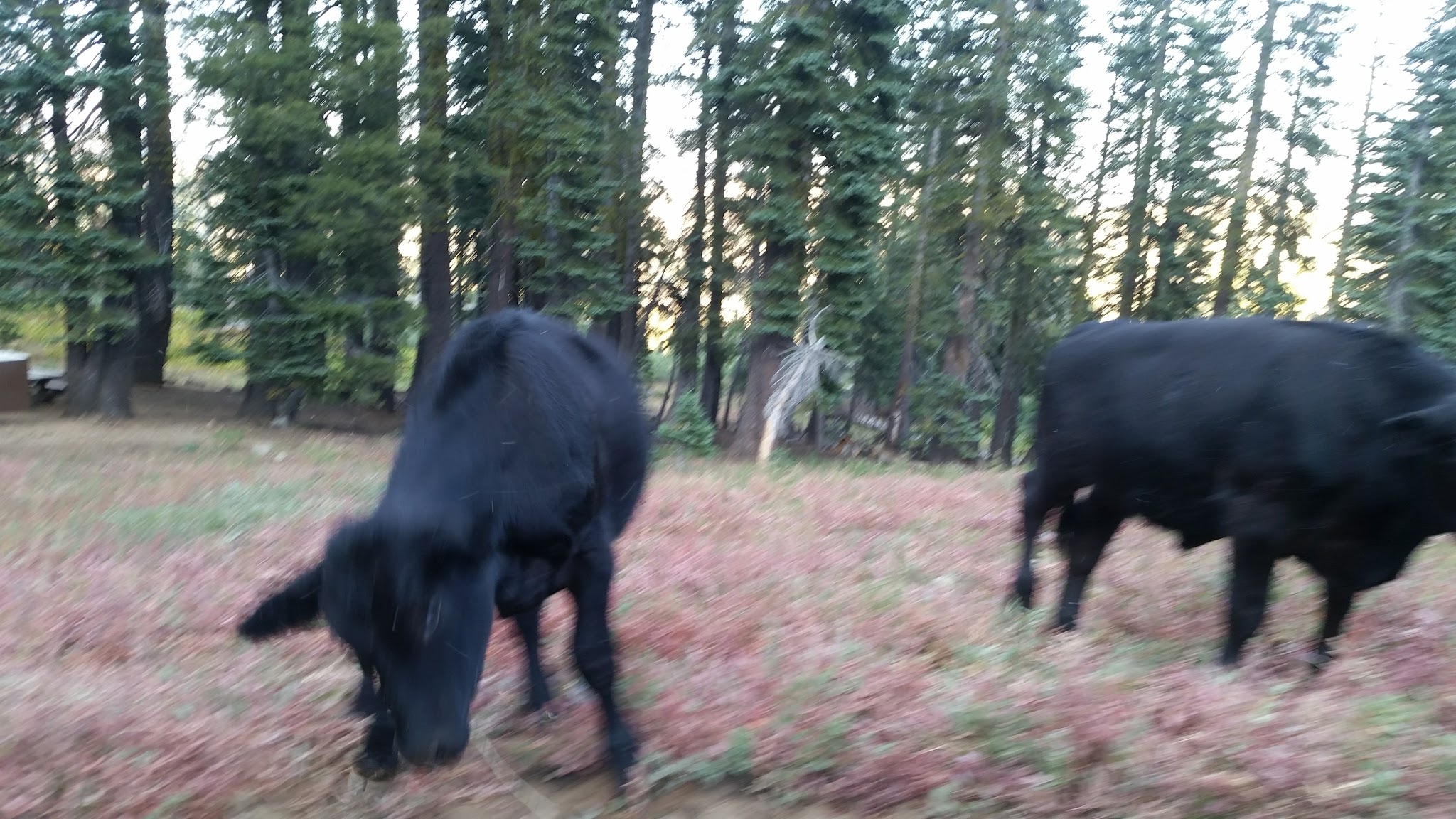 Grouse Ridge Campground