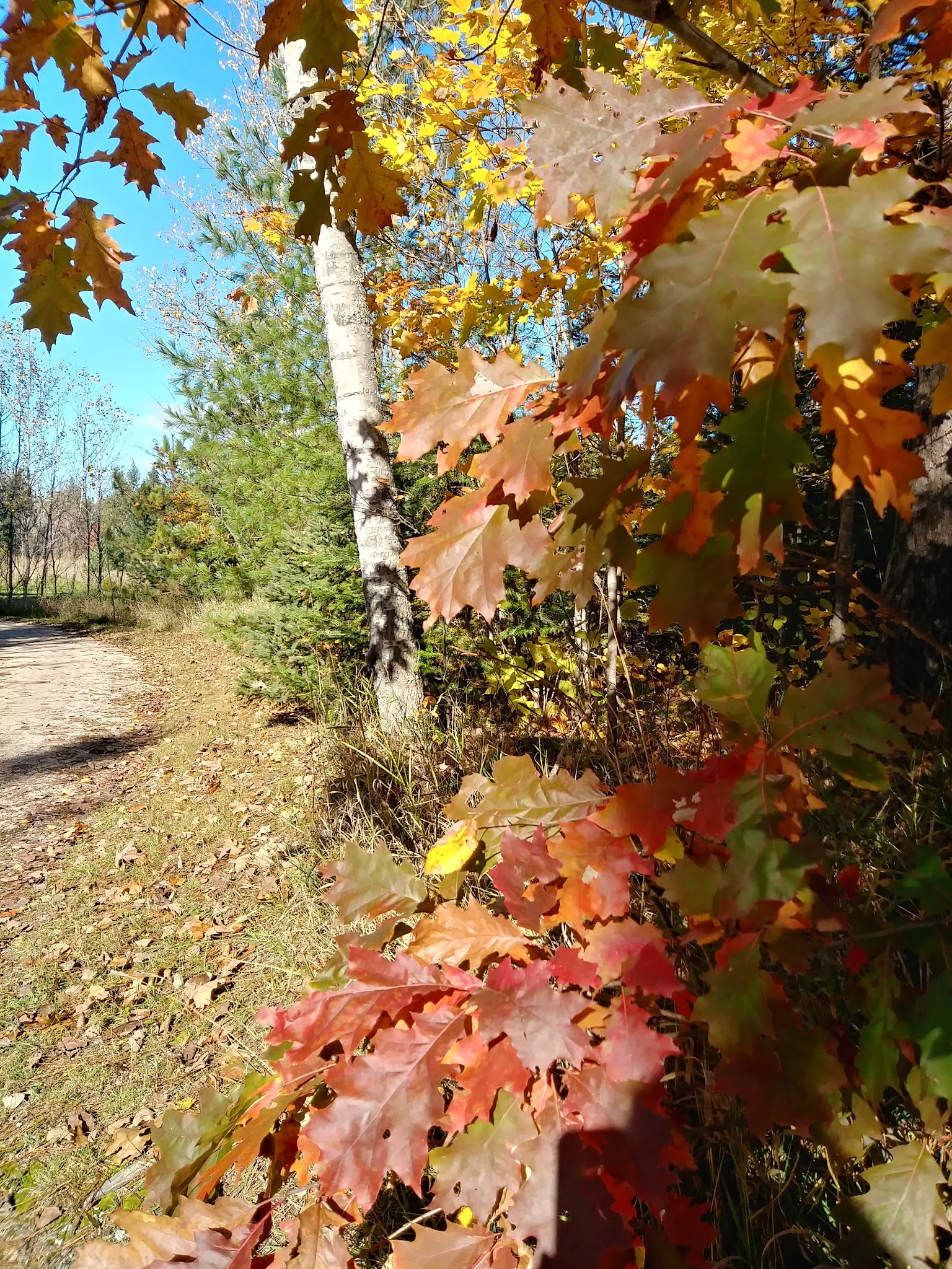 Haakwood State Forest Campground