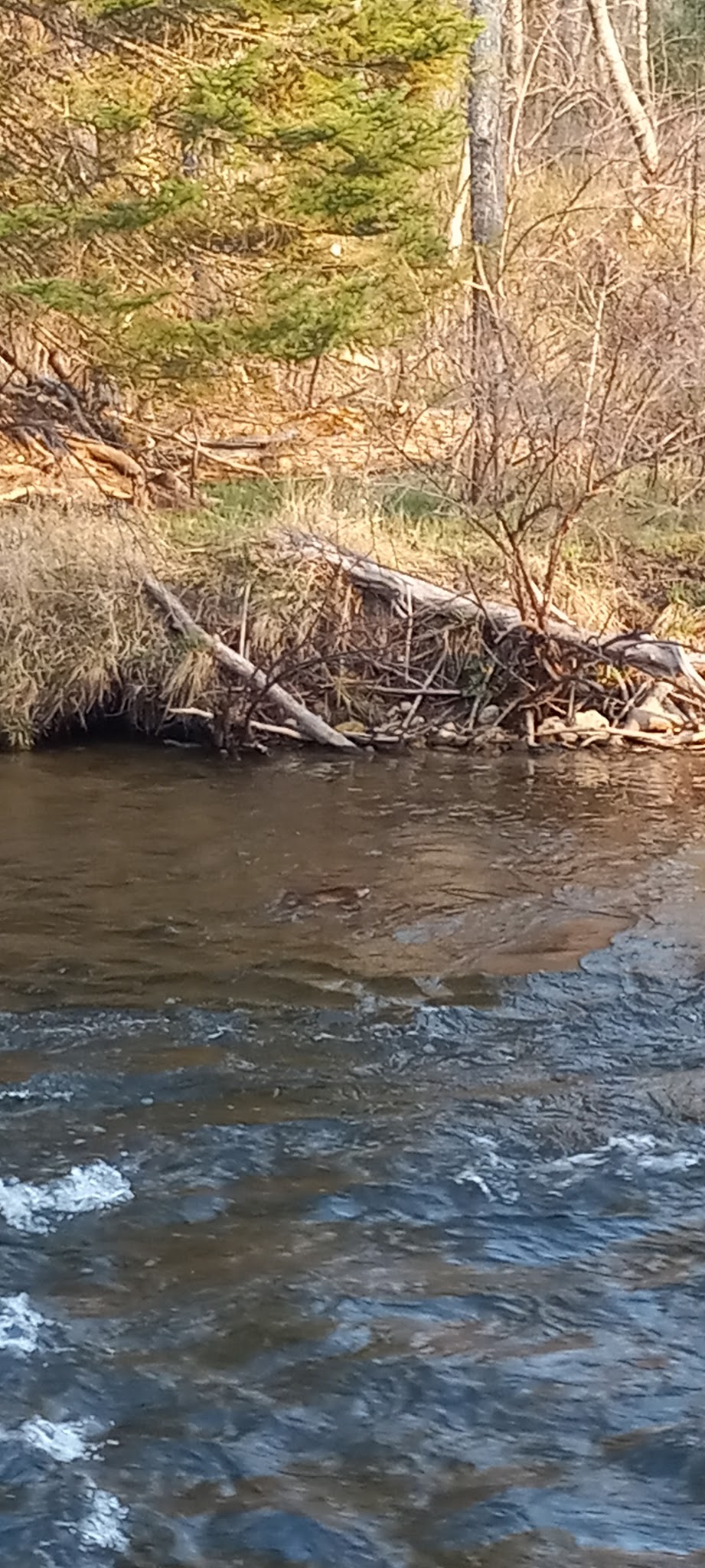 Haakwood State Forest Campground